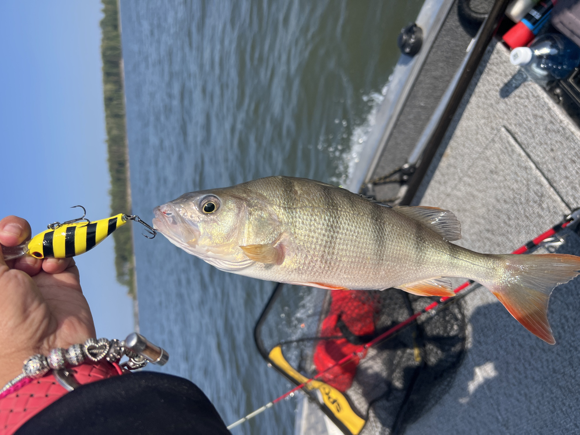 A person's hand, adorned with a pink sleeve and a charm bracelet, holds a freshly caught fish by a fishing lure. The fish, with its scales shimmering in the sunlight, hangs suspended, its orange fins contrasting with its silvery body. The lure, a bright yellow and black striped plug, dangles above the fish's mouth. In the background, the calm blue water of a lake stretches towards a distant, tree-lined shore. A boat, with fishing gear including a net and rods visible, cuts through the water, creating a gentle wake. The scene suggests a day of recreational fishing, likely in a serene natural setting. There is no visible indication of the city of Borovoe, Russia in the image.