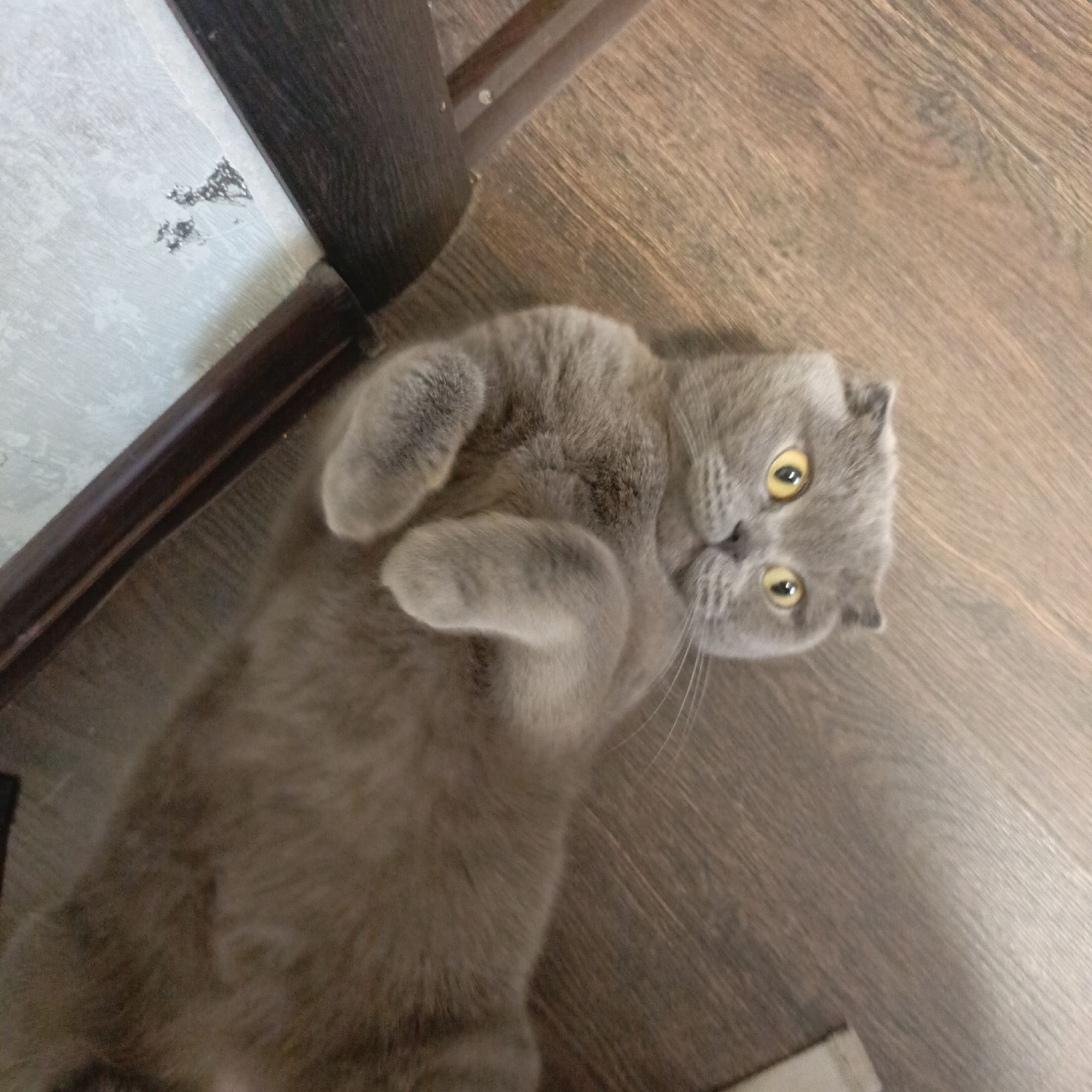 A gray Scottish Fold cat is depicted lying on its back on a wooden floor, gazing directly at the viewer. The cat's bright yellow eyes are wide open, and its distinctive folded ears are clearly visible. Its front paws are curled inward towards its chest, with its soft, gray fur clearly textured. The wooden floor beneath the cat displays a prominent grain pattern. To the upper left of the cat, a dark wooden furniture leg or base is visible, bordering a lighter-colored surface, possibly a wall or a different floor type, which shows some dark specks. The scene takes place indoors, likely within a home, suggesting a relaxed and comfortable environment for the pet. No text is visible in the image.