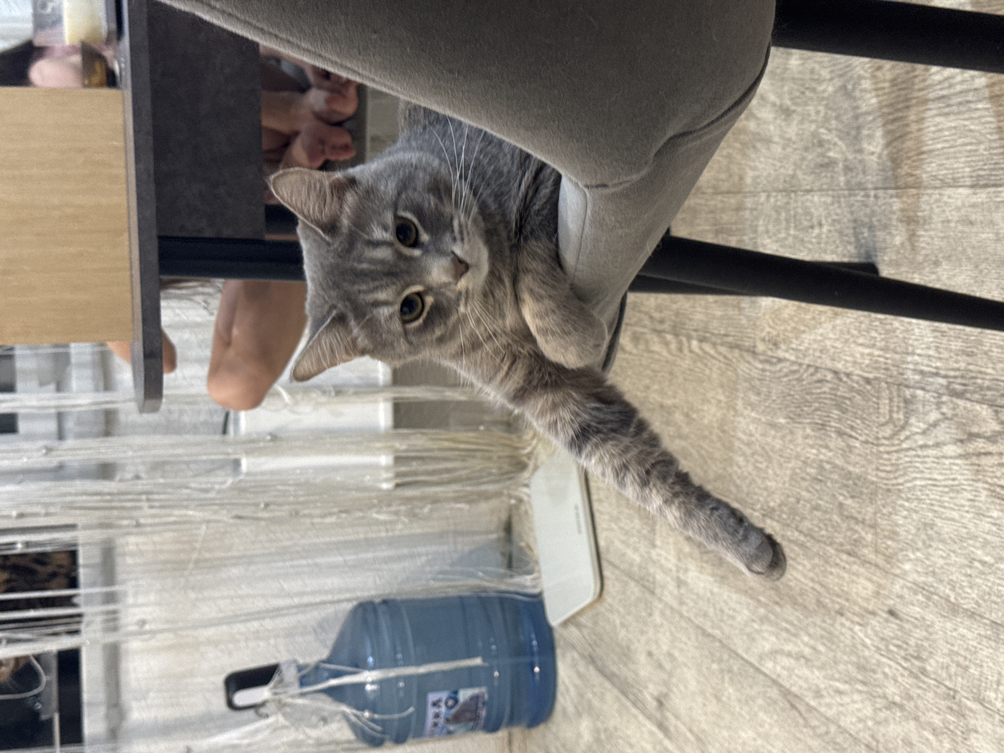 A grey tabby cat is the central subject, positioned horizontally across the upper middle of the frame. Its head and front paws are resting on a grey upholstered surface, likely the underside or arm of a chair, as it peers directly at the viewer. One of its front paws is extended out towards the lower right of the image.
In the background, partially obscured by the chair and a wooden structure, are visible human feet, suggesting a person is sitting or standing nearby. The flooring, visible on the right and bottom of the frame, is a light-colored wood laminate. A large, blue plastic water bottle is on the floor in the lower left, next to a white rectangular object, possibly a phone or small scale. Translucent, string-like material, potentially a curtain or decorative screen, runs horizontally across the lower half of the image.
The setting appears to be indoors during daytime, with general ambient light. The cat's expression conveys curiosity and direct engagement. On the blue water bottle, there is an indistinct label with text, but it is too blurry and small to be legible.