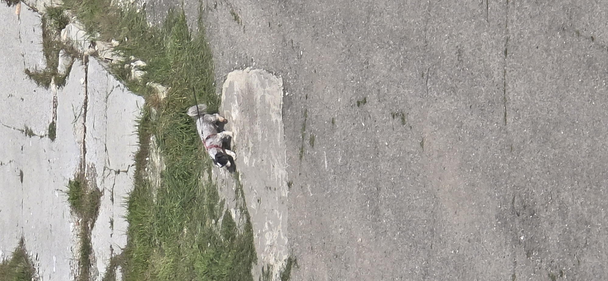 The image, oriented vertically, depicts an outdoor scene featuring a dog on a leash. The dog, which appears to be a small to medium-sized breed with white and black or dark grey fur, is seen lying or resting on a patch of green grass. It is wearing a red harness, to which a black leash is attached, extending out of the frame.
To the left of the dog and grass is a concrete sidewalk, showing visible cracks and wear. To the right of the dog and grass is a grey asphalt road. The scene is illuminated by bright daylight, suggesting it is daytime. No specific time of day or weather conditions beyond being dry are discernable. The setting is a generic urban or suburban outdoor area, possibly a street or park in Burgas, Bulgaria. No people are visible, and no text is present in the image. The dog appears calm and relaxed.