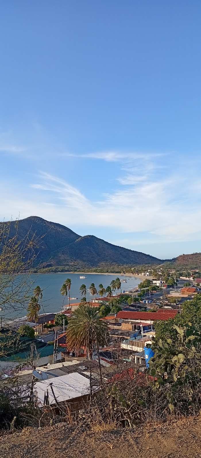 An elevated panoramic view depicts a coastal town, specifically Juan Griego, Venezuela, under a clear blue sky with sparse, wispy white clouds. The scene is dominated by a tranquil bay in the mid-ground, bordered by a light-colored sandy beach. Dark green and brown mountains rise abruptly from the water's edge on both the left and right sides of the bay, forming the background.
Within the bay, several boats are moored, including at least two white cabin cruisers and multiple smaller, darker-hulled vessels. Along the coastline, numerous palm trees, some tall and slender, others with denser fronds, are scattered along the beach and within the immediate residential area. A paved road curves parallel to the bay, separating the beachfront from a cluster of low-rise buildings.
The residential area consists of various structures with red-tiled roofs, corrugated metal roofs, and flat roofs. A notable blue cylindrical water tank is visible on a rooftop in the mid-right.
The immediate foreground is characterized by dry, reddish-brown soil and arid vegetation, including thorny bushes, bare branches, and several cacti, suggesting an elevated vantage point for the photograph. No individuals are discernible in the image. The lighting indicates either early morning or late afternoon.