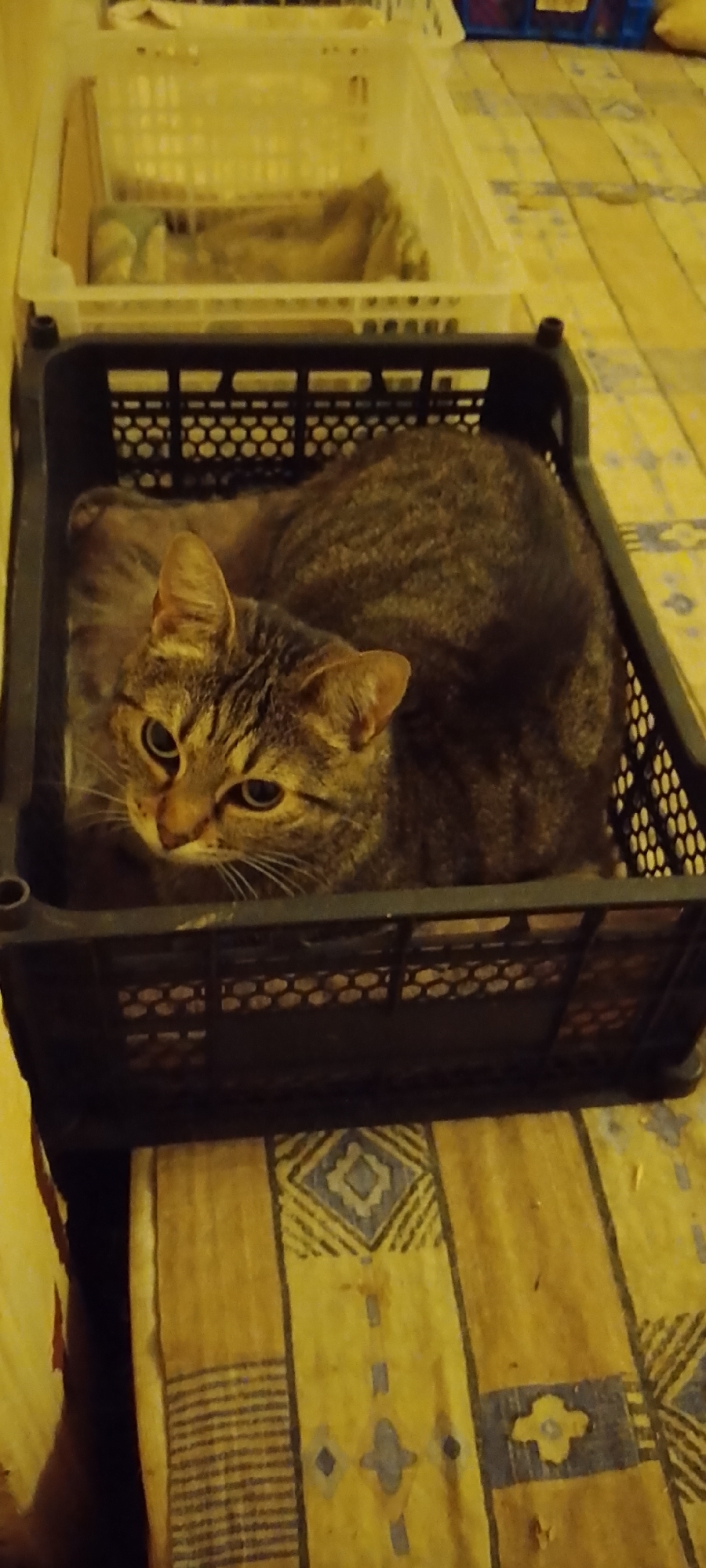 A tabby cat is resting inside a black plastic crate. The crate is placed on a yellow patterned surface, likely a carpet or blanket. The cat's fur is a mix of brown, black, and gray stripes, and its eyes are open and looking forward. The background is out of focus, but shows other crates and a patterned floor. The image does not contain information about the location in the city of Belgorod, Russia.