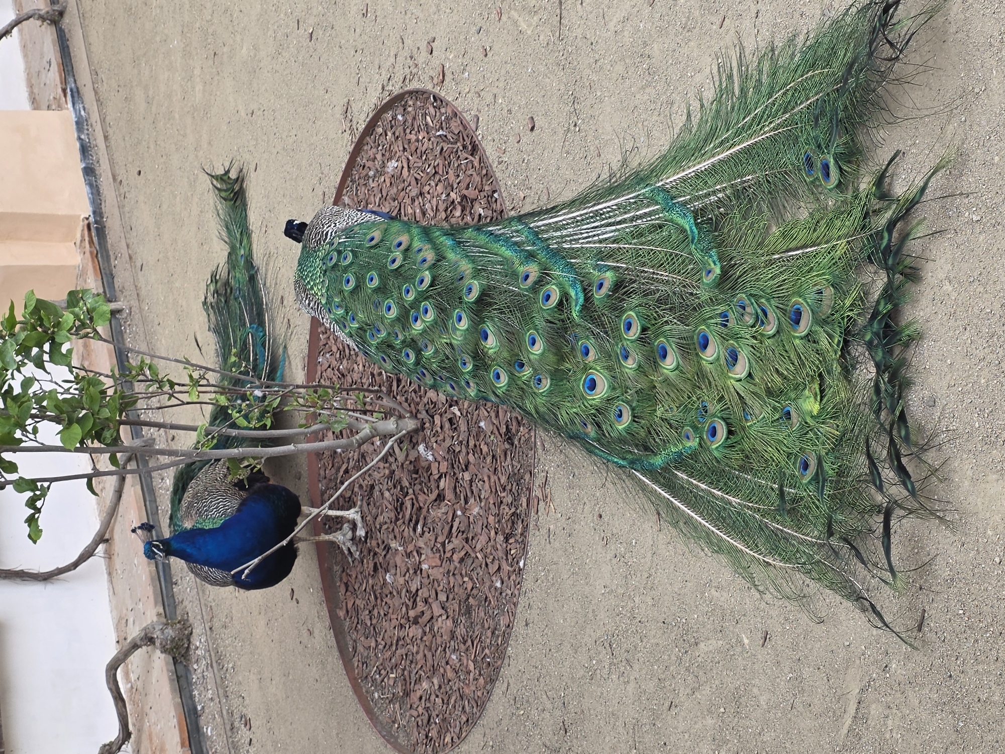 Two peacocks are standing on a brown, mulch-covered platform, partially obscured by a small tree with green leaves. The platform is situated on a sandy surface. One peacock is positioned closer to the tree, its vibrant blue body visible, while the other peacock's iridescent tail feathers fan out towards the right side of the image. The location is in the city of Unknown, Unknown.