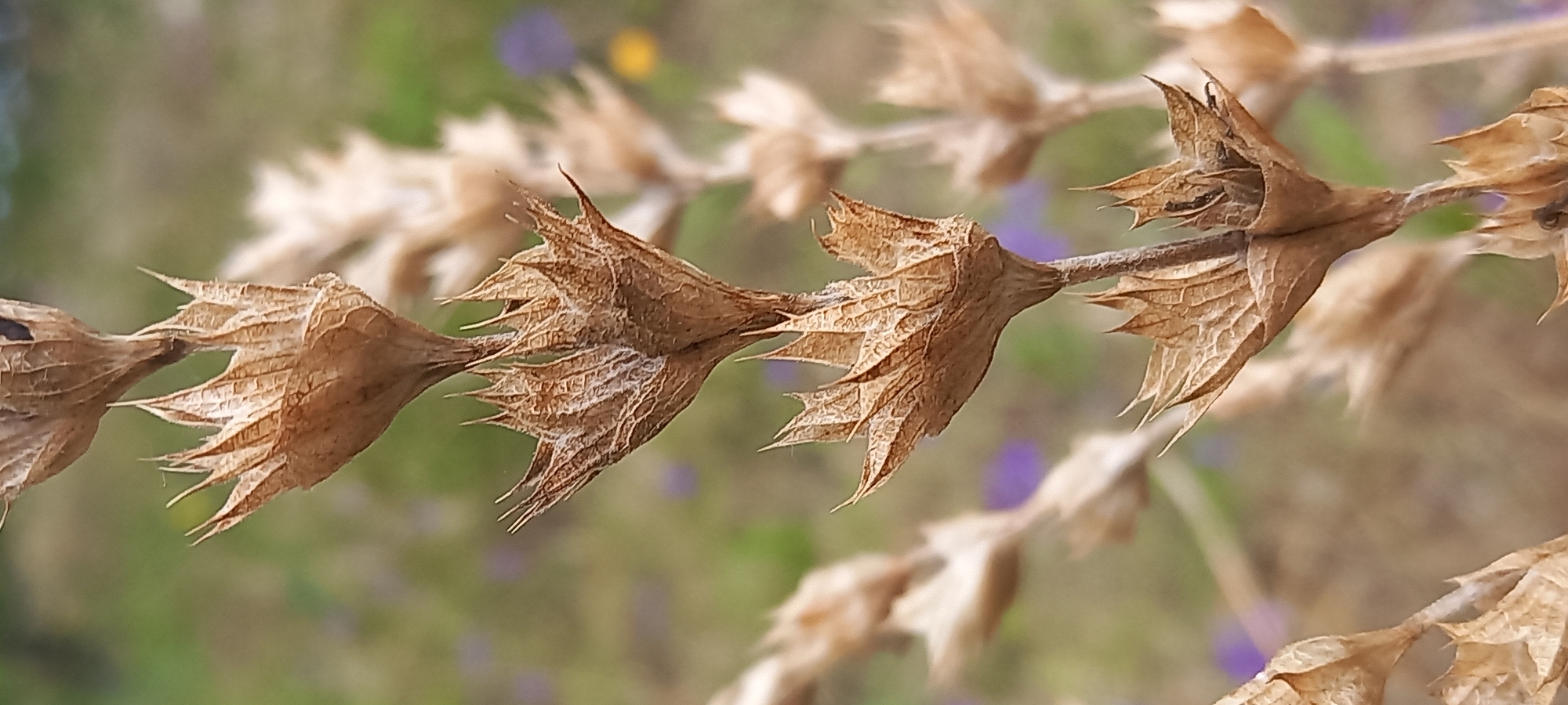 A vertical, close-up shot focuses on a dry, brown seed head of a plant with spiky, pointed bracts, arranged in a spiraling pattern along a thin stem. The background is softly blurred, showing a mix of green foliage and small purple and yellow flowers, indicative of an outdoor, natural environment. The image was captured in Kryvyi Rih, Ukraine. There are no people or actions depicted in the scene.