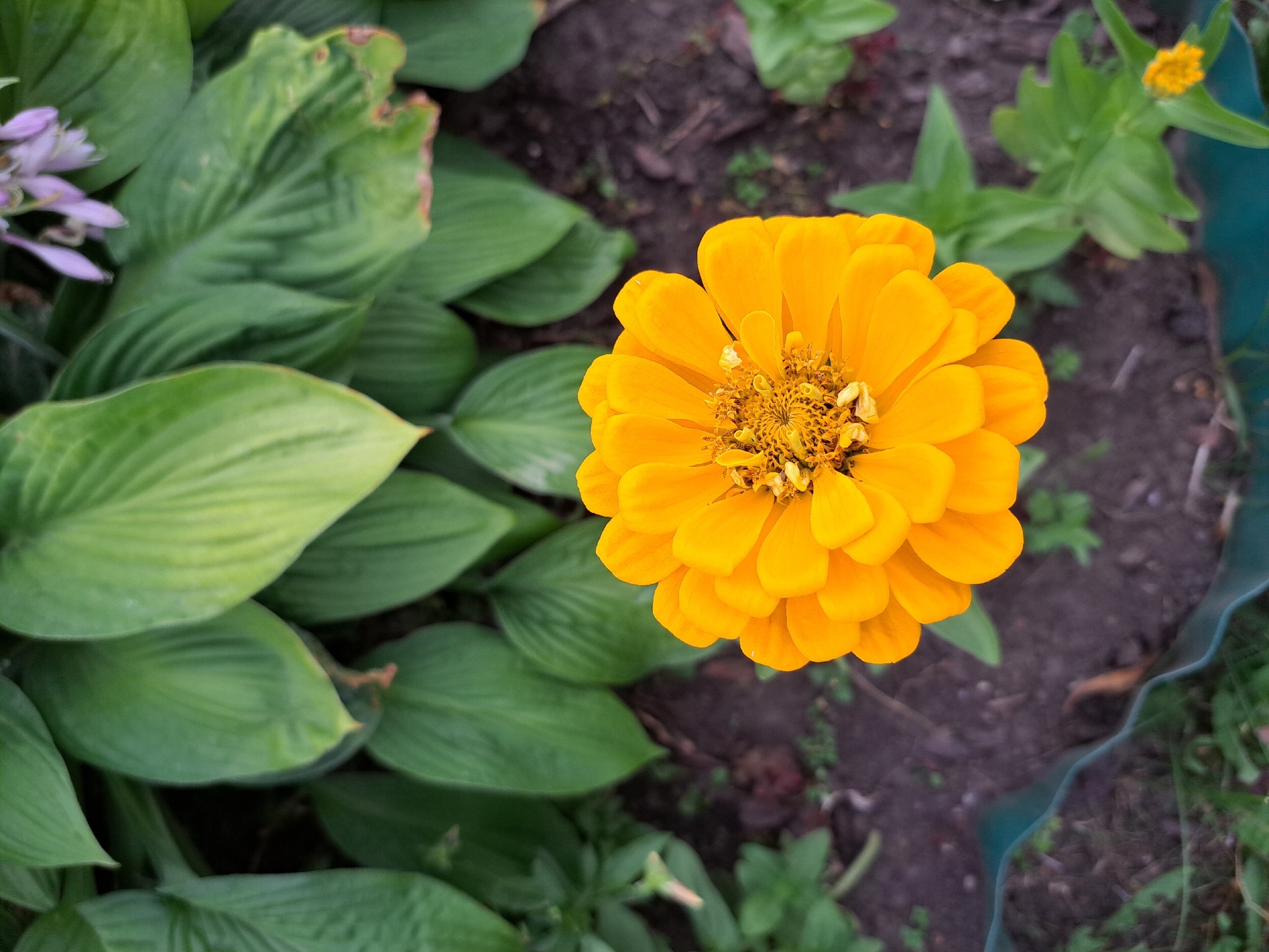The image is a close-up, top-down view of a bright orange zinnia flower in a garden. The flower is in focus, with its densely packed petals and central disc clearly visible. Surrounding the zinnia are large, green hosta leaves, also in focus, and darker soil with some small plants and a section of green fencing in the foreground. In the upper right background, a few small, pale purple flowers are visible. The overall impression is that of a well-maintained garden. There are no people or animals present in the image. It is not possible to determine the specific location in the city of Chernetsk, Russia, from the provided image.