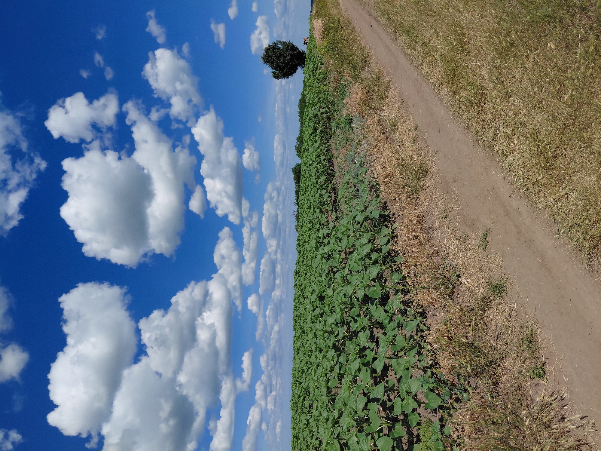 This image depicts a rural landscape on a sunny day, likely in or near Ustyvytsia, Ukraine, characterized by a vibrant blue sky dotted with fluffy white cumulus clouds. In the foreground, a dirt path runs diagonally from the lower right corner, bordered by dry, yellowish-brown grass. To the left of the path, a vast field of young, green plants, possibly sunflowers, stretches towards the horizon. The plants are uniform in size and color, suggesting they are in an early stage of growth. In the middle ground, a solitary, dark green tree stands against the skyline, adding a vertical element to the predominantly horizontal composition. Further in the distance, a line of trees forms a subtle horizon. The overall scene conveys a sense of open space and agricultural activity under a bright, cloud-filled sky. There are no people or animals visible in the image.