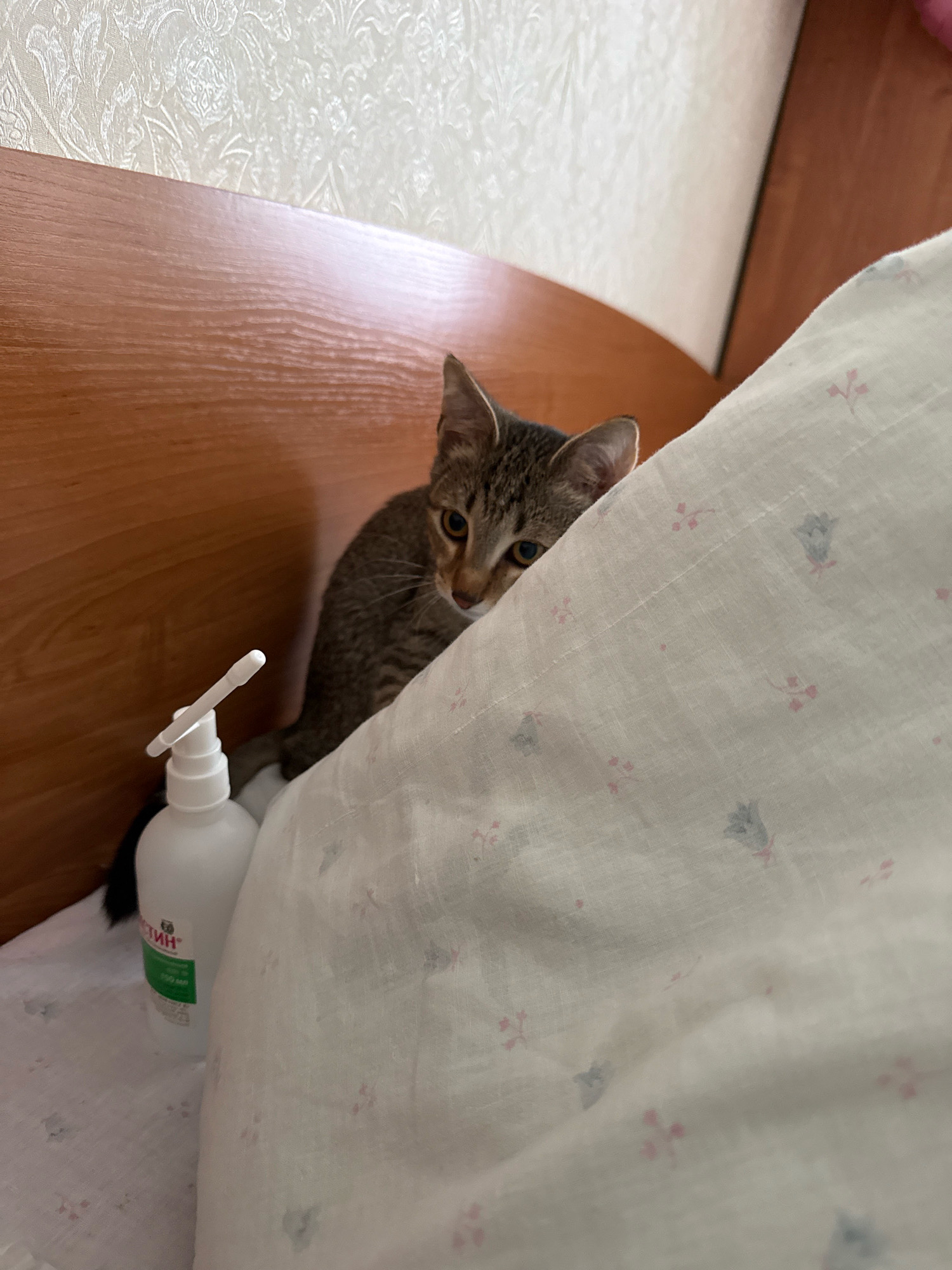 A small, grey tabby kitten is peeking out from behind a white pillow on a bed. The kitten's eyes are wide and it is looking directly at the camera. To the left of the kitten is a white plastic bottle with a pump dispenser, likely containing hand sanitizer. The bed has white sheets with a subtle floral pattern. In the background, a wooden headboard is visible, and beyond that, a textured wallpaper. The scene appears to be indoors, likely in a bedroom, with soft lighting. There is no indication of the location being in the city of Zavolzhye, Russia, as the image provides no such context.