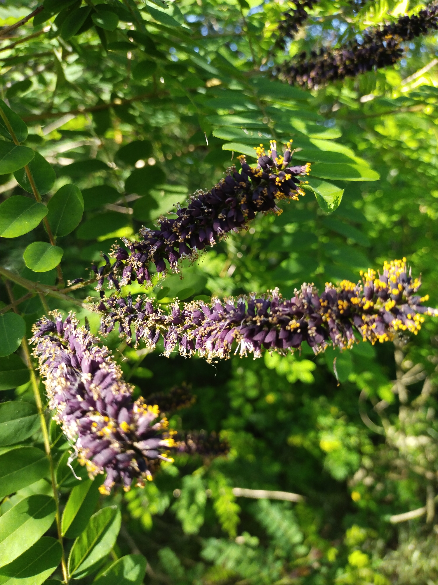The image shows several racemes of dark purple flowers with bright yellow stamens, possibly a species of Amorpha, on a bush. The flowers are clustered together, forming elongated, spike-like structures. The foreground features large, compound leaves of a green color, with leaflets arranged pinnately. In the background, out of focus, are more green foliage and a soft, diffused light suggesting an outdoor environment. The image appears to be a close-up, naturalistic shot of flowering plants. No people or specific urban features are visible, nor any indication of the city of Horishni Plavni, Ukraine.