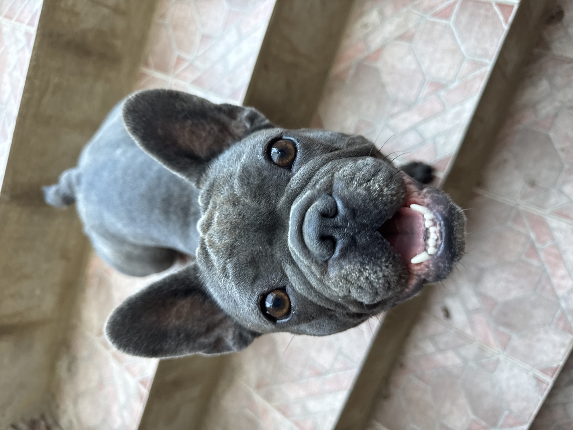 A close-up, high-angle shot captures a dark grey French Bulldog looking directly at the camera with its mouth open and tongue visible, showing its teeth. The dog is positioned on what appears to be a tiled stairway, with a patterned light-colored and pink tiled surface visible. The dog’s ears are large and stand upright. The background is out of focus, but the texture of the tiled steps suggests an outdoor environment. The image does not contain any specific geographical markers or elements that would indicate its location in San Benedetto del Tronto, Italy.