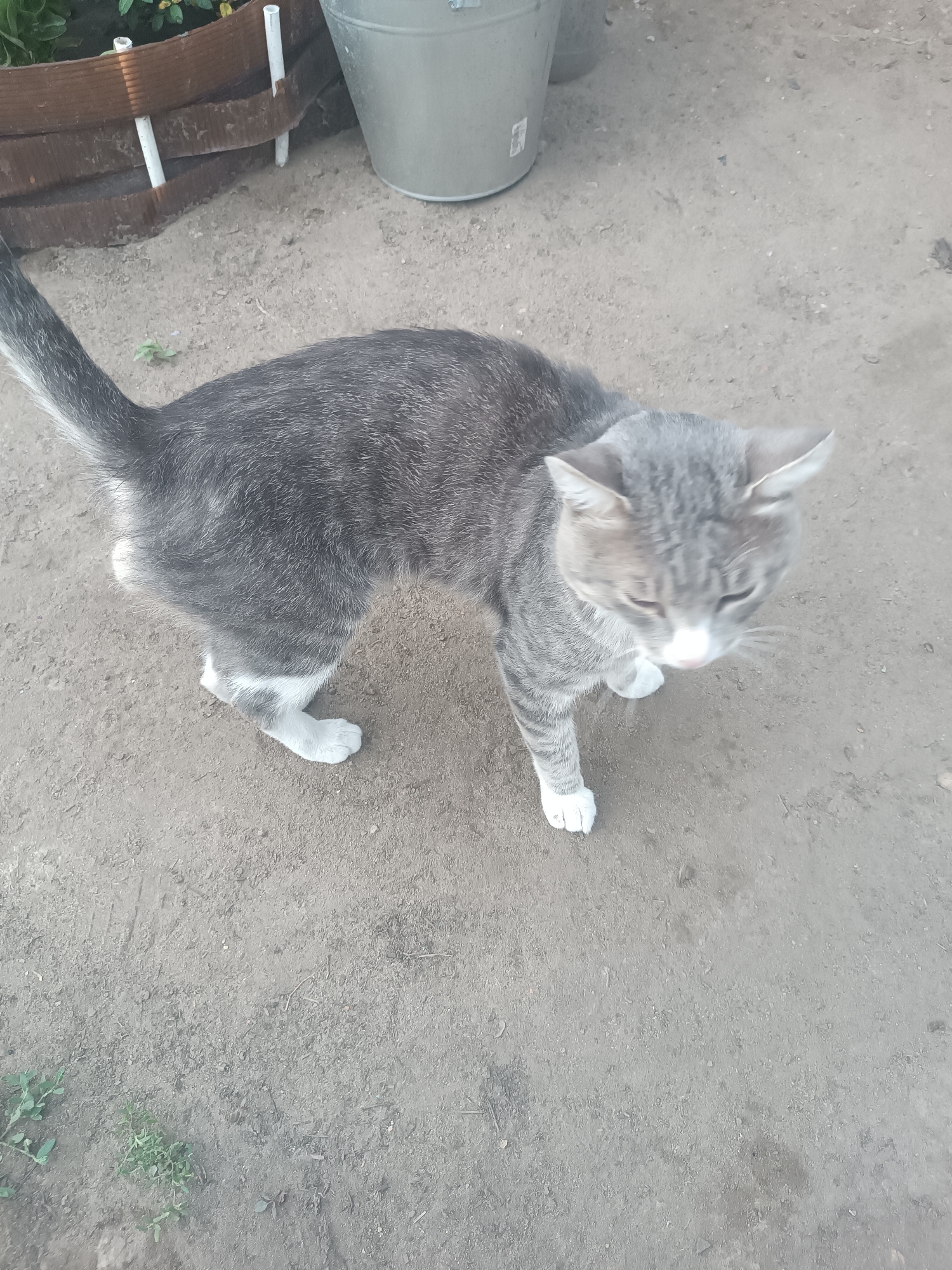 The image shows a gray tabby cat standing on a dirt ground. The cat has white paws and chest. In the background, there is a wooden fence and a metal bucket. The scene appears to be in an outdoor setting, possibly a yard or garden. There is no indication of the city of Klyuchi, Russia in the image.