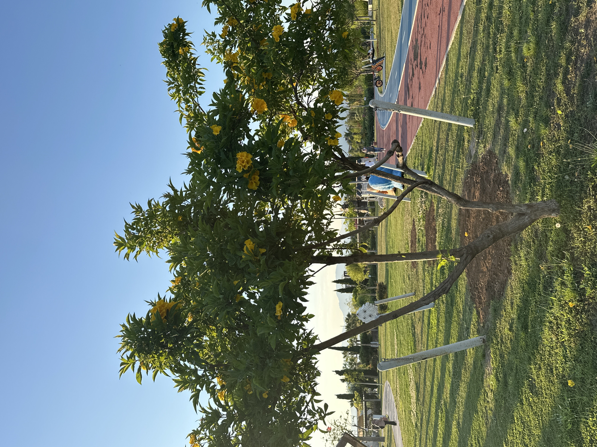 This image depicts a sunny outdoor park or recreational area, likely in Fethiye, Turkey, characterized by a clear blue sky and lush greenery.
In the foreground, a vibrant tree with abundant bright yellow flowers and dense green foliage occupies the left side of the frame, its trunk and lower branches visible. Its shadows extend across the grassy ground.
Beyond the tree, a winding athletic track, featuring both red and blue lanes, cuts through an expansive green lawn. Scattered across the grass are several tall, grey cylindrical metal posts, suggesting the presence of outdoor exercise equipment. In the mid-distance, a bicycle is visible near the track.
Further in the background, indistinct figures suggest people are using the facilities; one person in blue attire is partially obscured behind the tree, appearing to be seated. Another person can be seen walking further along the track. The background features more trees and structures, with hazy distant hills or mountains rising under the clear sky.
The scene conveys a peaceful and leisurely atmosphere. The time of day appears to be late afternoon or early morning, evidenced by the long shadows cast by the tree and equipment across the sunlit grass. The weather is bright and clear with no clouds visible. There is no discernible text within the image.
