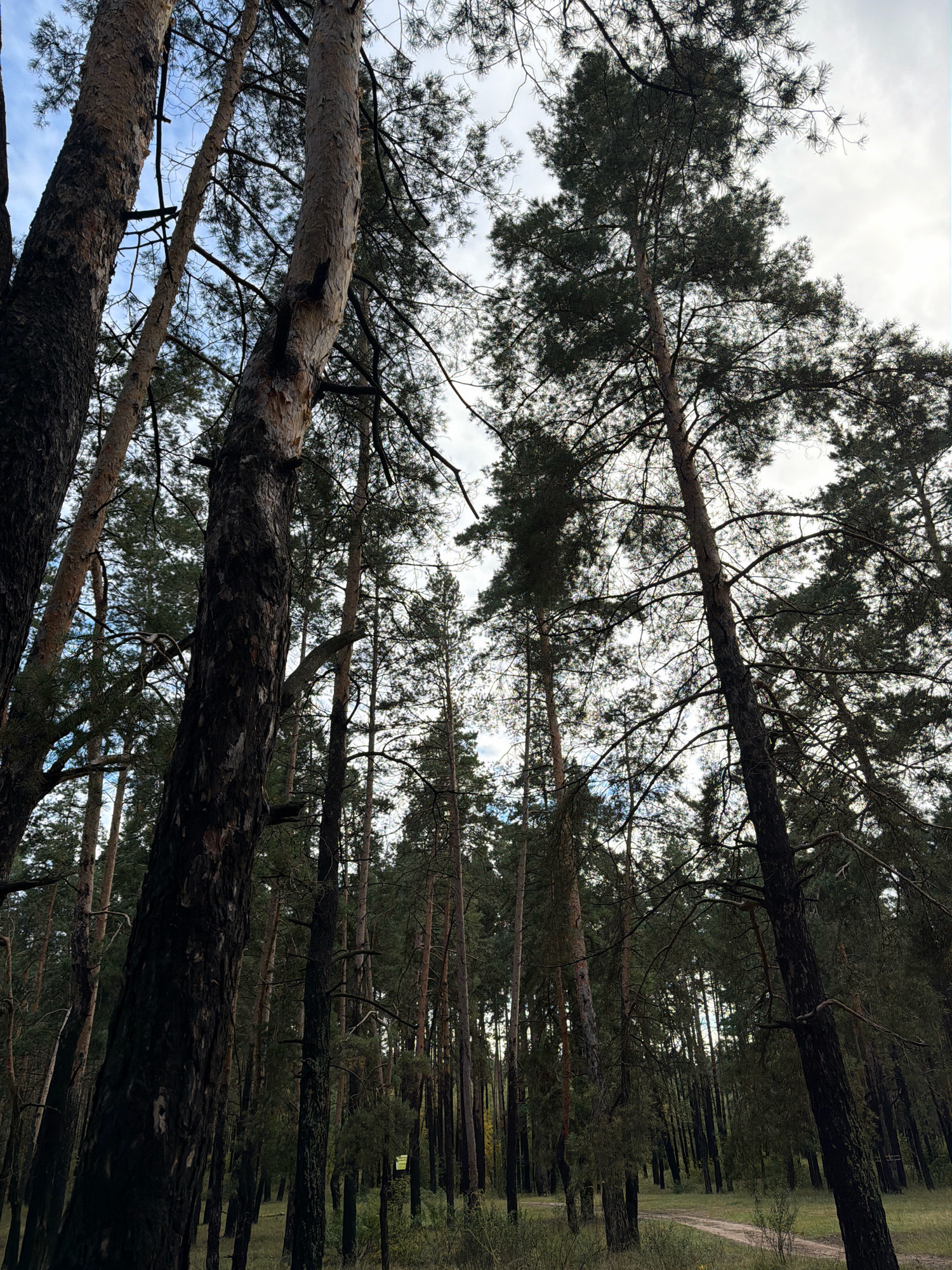 The image depicts a forest of tall pine trees. The viewpoint is from below, looking upwards towards the canopy and the sky. The trees are densely packed, with some appearing thicker and closer to the foreground. The bark of the trees varies in color, with some being dark and rough, while others are lighter and more textured. The branches and needles of the pines create a dense overhead covering, with patches of sky visible through the gaps. The ground beneath the trees is covered in grass and undergrowth, and a dirt path or road is visible in the distance, winding through the trees. The lighting suggests it is daytime, with overcast or cloudy conditions. There are no people or animals visible in the image. The scene is located in the forest region of Узюково, Russia.