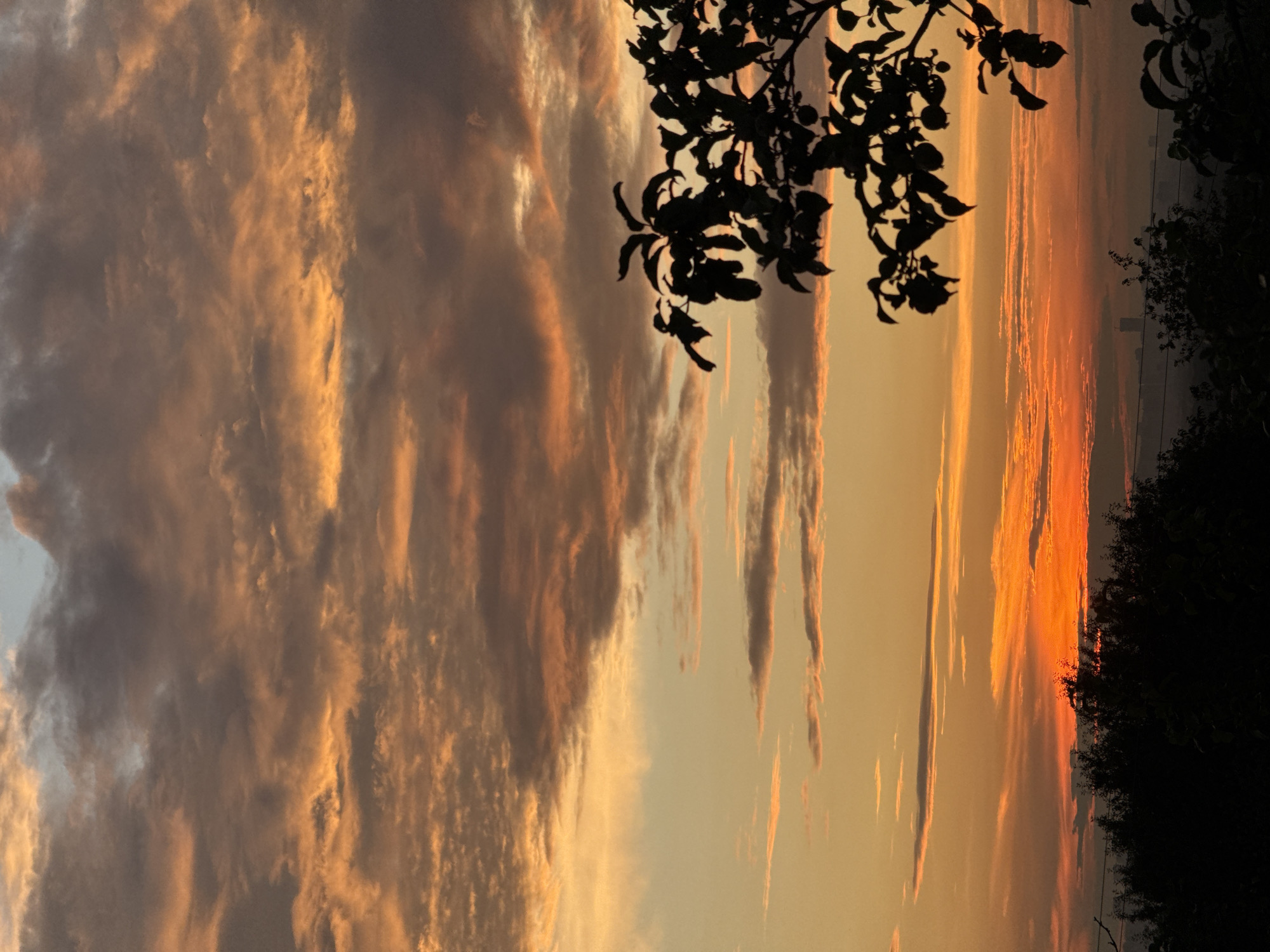 A silhouette of tree branches, some with small fruits, is visible against a sunset sky in the city of Unknown. The sky is filled with dramatic clouds, illuminated with shades of orange, yellow, and grey. In the distance, faint outlines of buildings can be seen through a hazy atmosphere. The overall scene suggests a moment of natural beauty within an urban setting.