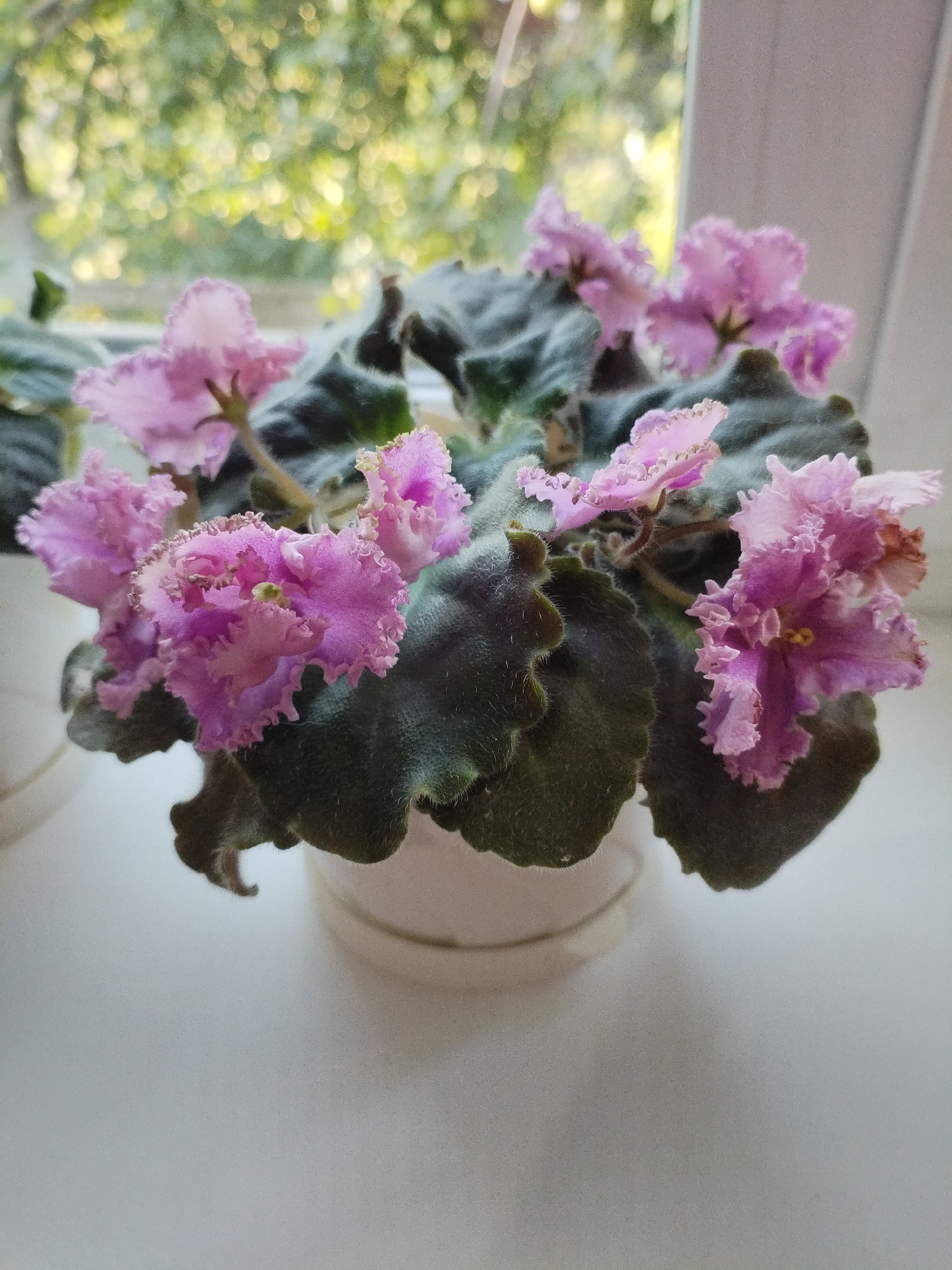 A close-up, eye-level, indoor shot showcases a potted African violet plant with delicate pink and purple ruffled flowers. The plant has dark green, fuzzy leaves and is situated on a white surface, likely a windowsill, with a blurred background of green foliage and sunlight filtering through a window. The lighting suggests it is daytime, and the overall scene is peaceful and well-lit. The image does not depict any specific location in Bialynichy, Belarus, nor does it contain any individuals or actions.