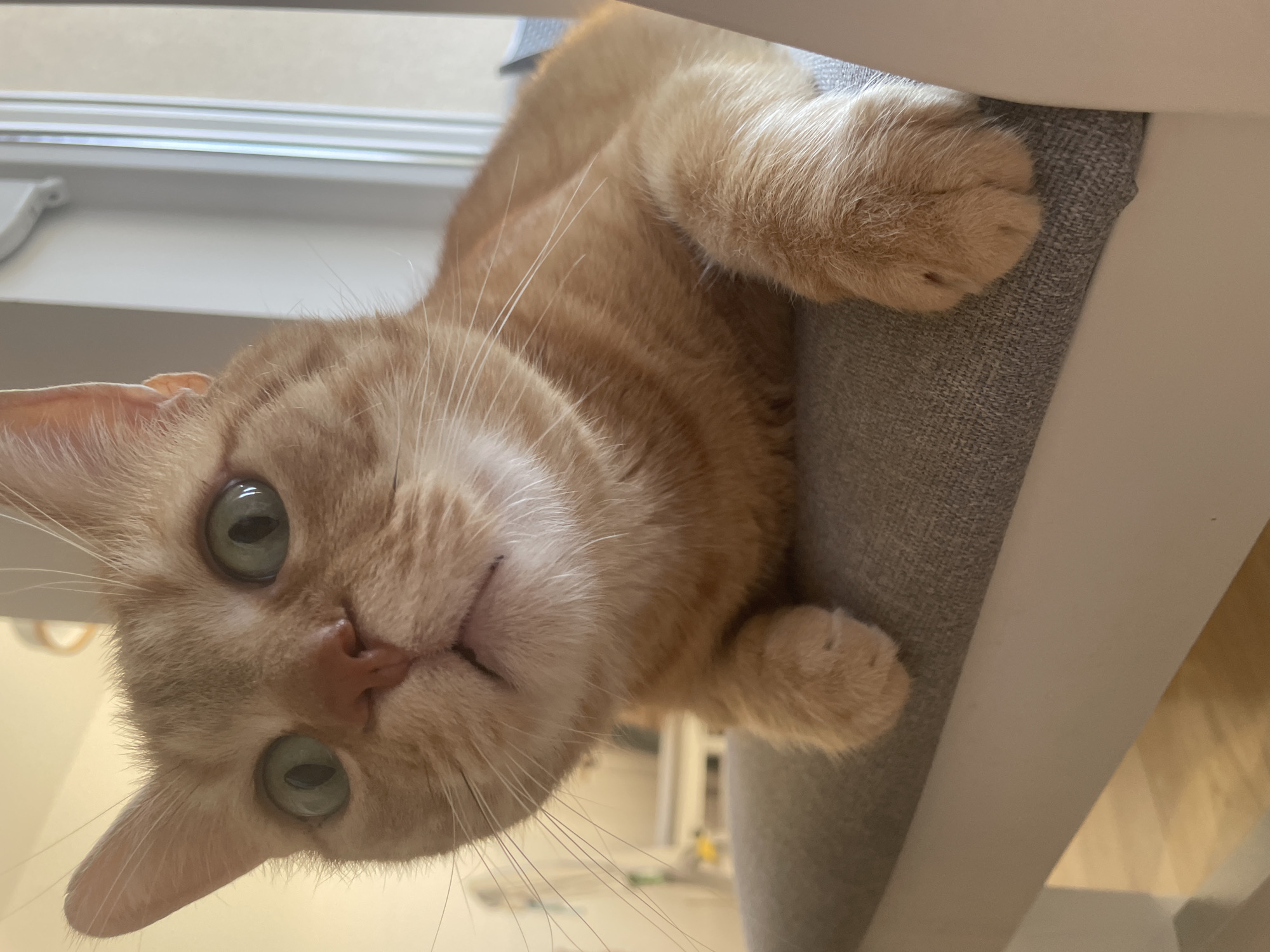 A medium shot depicts an orange tabby cat resting on a gray cushioned chair. The cat is positioned upside down, peering directly into the camera with green eyes. Its paws grip the edge of the chair's seat. A white window frame is visible in the background. The environment is indoors. The location is not discernible from the image.