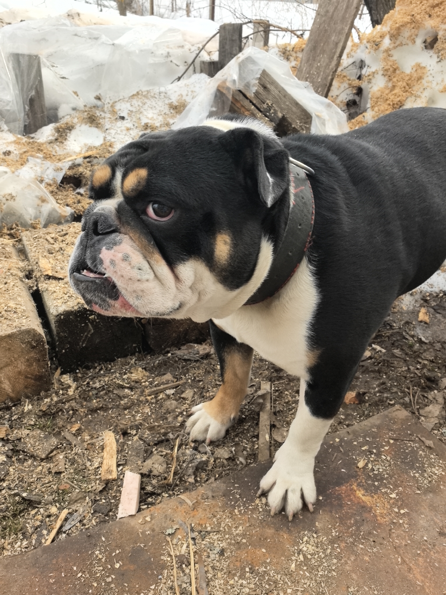 A bulldog stands on an outdoor surface in a yard or wooded area. The dog is predominantly black with white and tan markings, wearing a dark collar. Background shows wood debris, snow, and some type of industrial or agricultural waste. The location is in the city of Noviy, Russia.