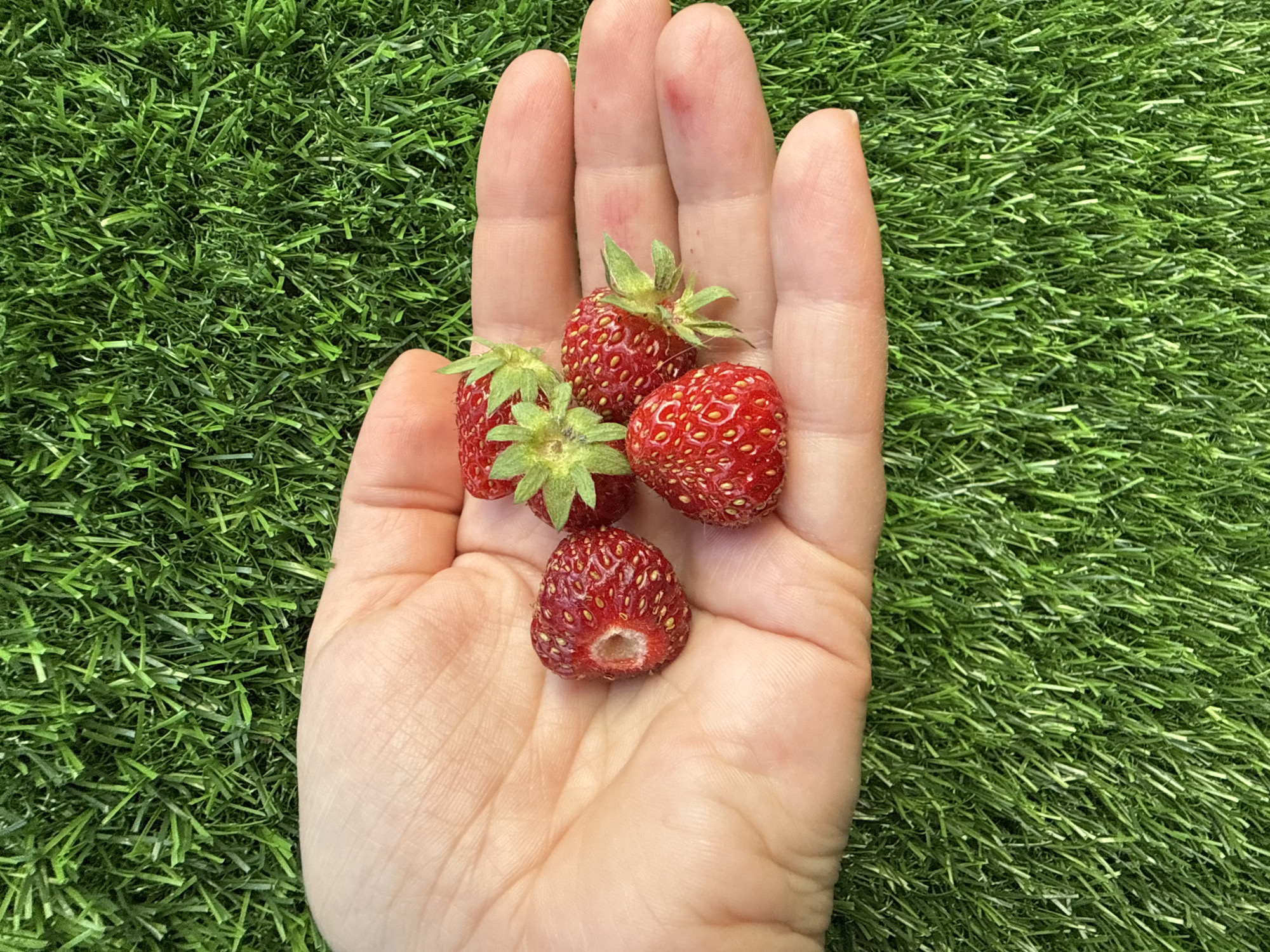A high-angle shot depicts a light-skinned human left hand, palm facing upwards, holding five ripe red strawberries against a background of artificial green turf. The hand's palm and four fingers (index, middle, ring, pinky) are visible, displaying faint creases. Minor reddish marks are present on the middle and ring fingers. Five strawberries are nestled in the hollow of the palm. One strawberry on the left is irregularly shaped with a distinct cavity where its stem was removed. The other four are clustered to the right, with three of them retaining their green calyxes. All strawberries are bright red and display numerous small yellow achenes (seeds) on their surfaces. The background consists of short, densely packed synthetic green grass blades, creating a uniform texture. The scene is located in Uzhhorod, Ukraine.