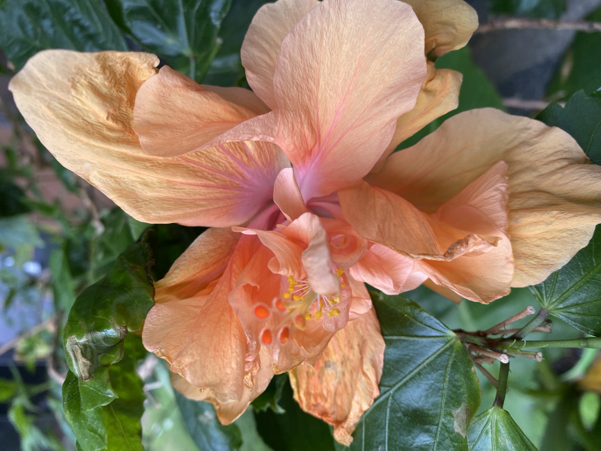 A close-up, outdoor, eye-level shot captures a light orange hibiscus flower in bloom. The flower's petals are textured with fine lines and some appear to be drying. The stamen, tipped with bright yellow, is visible in the center of the flower, surrounded by pistils that are tinged with pink. The flower is nestled amongst lush, green leaves, some of which show signs of slight damage or browning at the edges. The background is softly blurred, suggesting a natural setting. The scene is consistent with what might be found in a garden or public green space within Sainte-Anne-de-Bellevue, Canada. No people or specific actions are depicted.