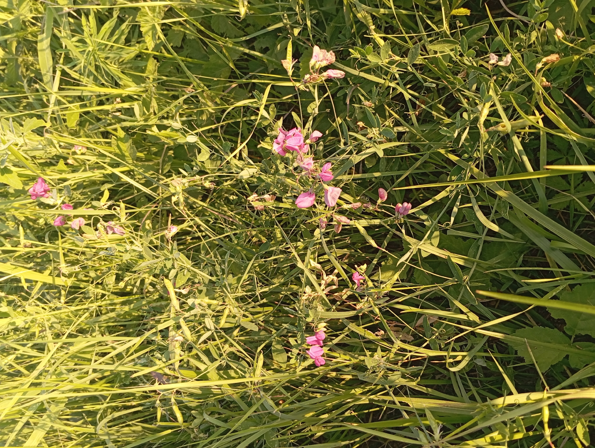 In a sun-drenched meadow in Şirvanlı, Azerbaijan, a cluster of delicate pink flowers, possibly wild peas, emerges from a dense tangle of green grass and foliage. The lighting suggests it is either early morning or late afternoon, casting long shadows and highlighting the textures of the leaves and petals. The flowers are clustered on thin stems, some facing upwards, others drooping slightly. Among the flowers, long, slender blades of grass dominate the scene, creating a natural, uncultivated environment. The overall impression is one of natural beauty, with the vibrant pink of the flowers providing a focal point against the dominant green of the vegetation.