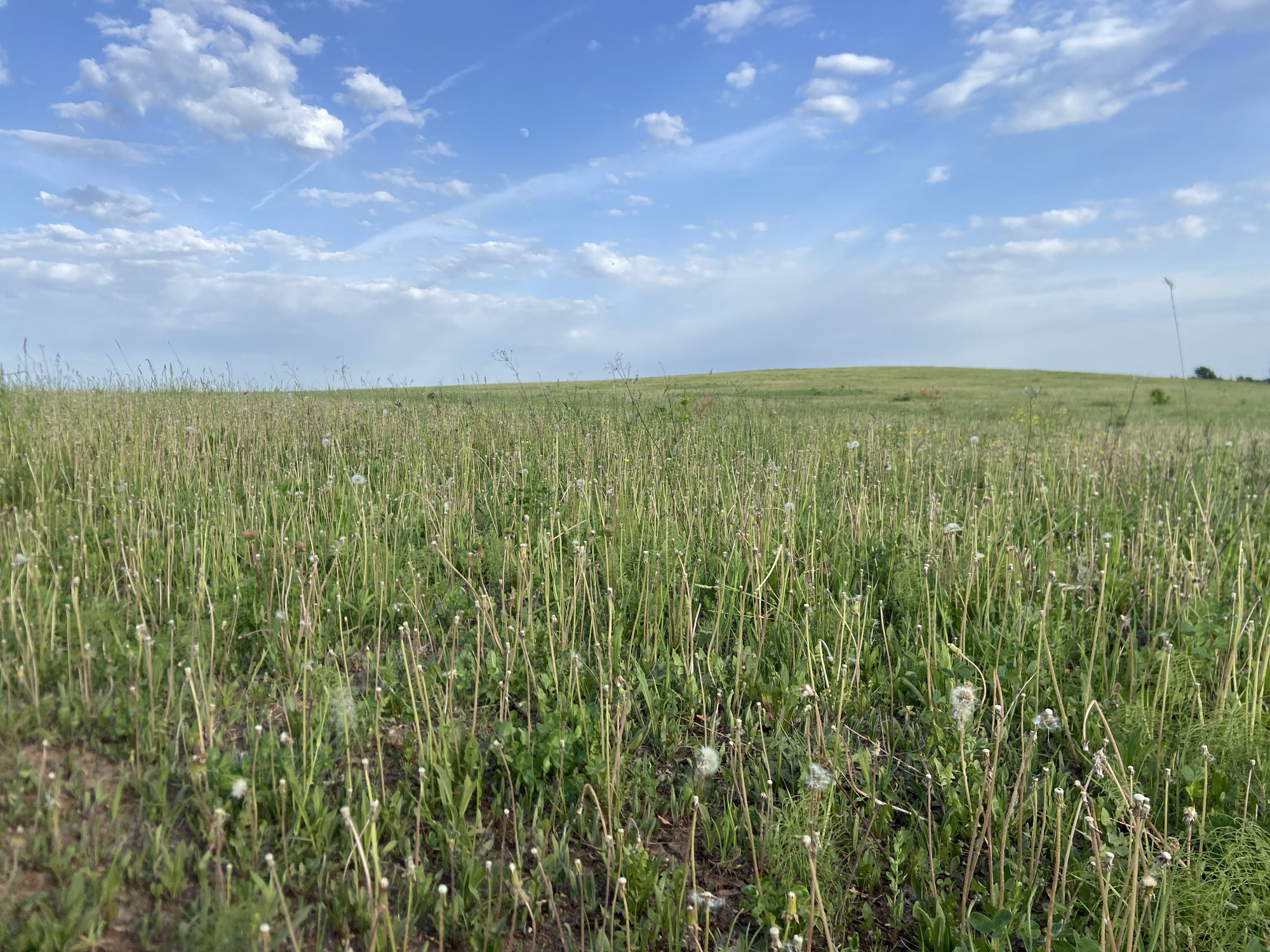 The image depicts a field of grass and weeds, predominantly dandelions in various stages of their life cycle, including stems with remnants of seed heads and some fully developed seed heads. The foreground shows bare patches of earth among the dense vegetation. The field slopes gently upwards to a horizon line. In the background, a distant hill is visible. Above the field, the sky is blue with scattered white clouds. The location is in the city of Гаревая, Russia.