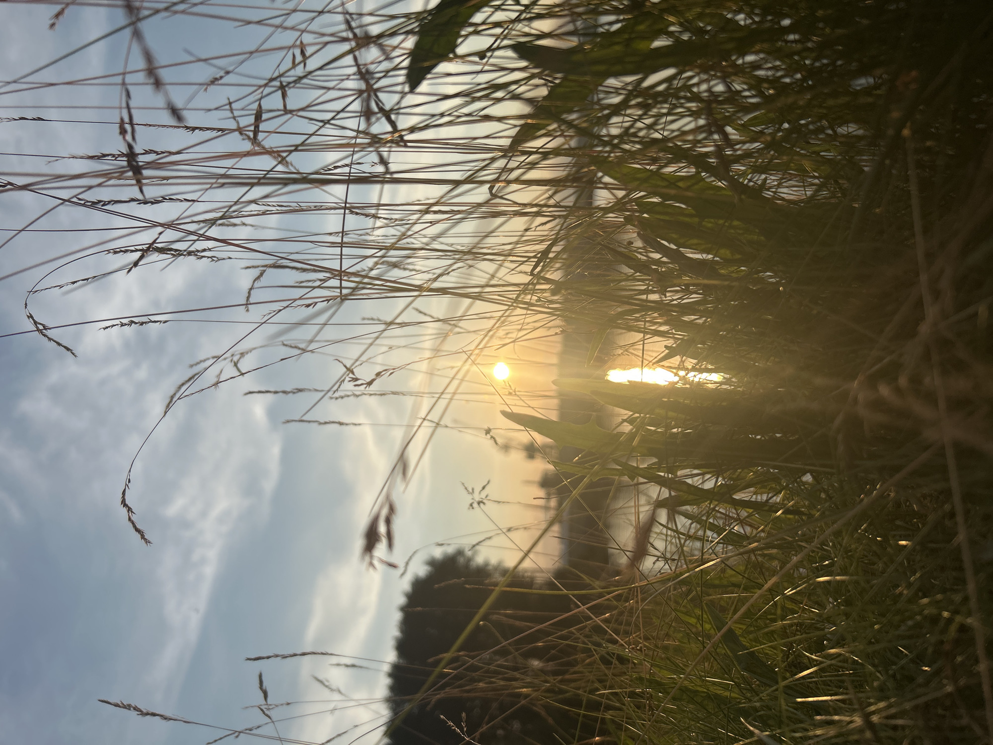 The image depicts a low-angle view of tall grass in the foreground, silhouetted against a sunset over a body of water. The sun, low on the horizon, casts a warm glow and creates a lens flare. The sky above is a mix of blue and wispy clouds. In the background, out of focus, is a dark tree line and what appears to be structures on the opposite shore. The scene is likely a natural area near the Kama River within the city limits of Chaikovsky, Russia, possibly a park or riverbank area. There are no people or animals visible. The overall mood is serene and naturalistic.