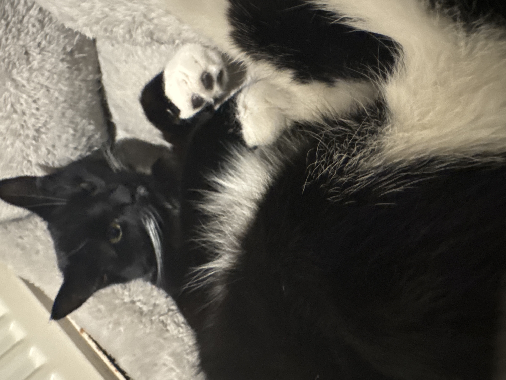 A black and white cat is lying on its back on a fuzzy gray surface. The cat's head is visible in the lower left of the frame, with its eyes open. One white paw is near its face. The rest of its body is mostly black with some white fur mixed in. The gray surface appears to be a soft blanket or cat bed. The photo was taken indoors and the location is Desborough, United Kingdom.