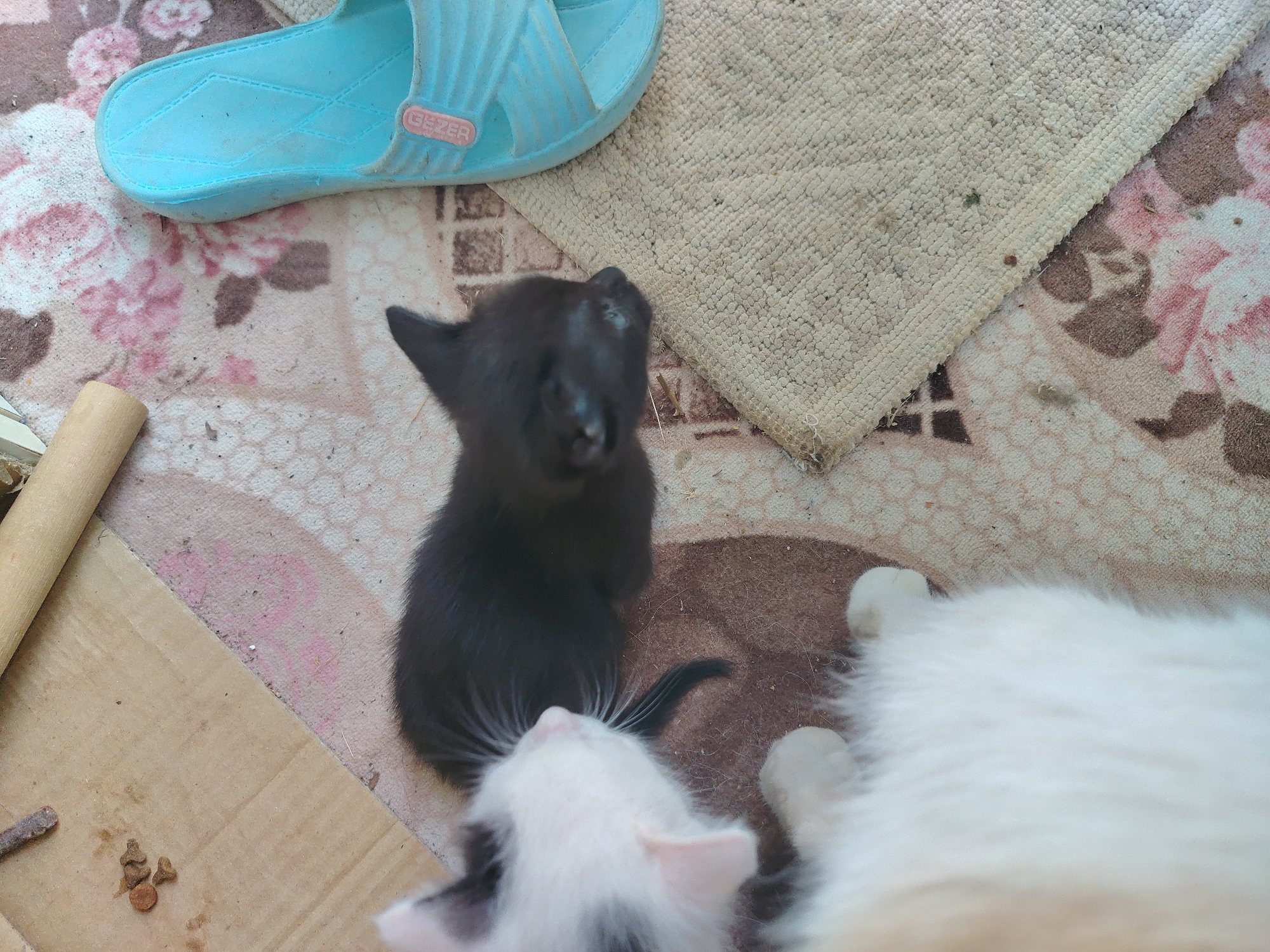 In Konyaaltı, Turkey, a high-angle shot captures a small, black kitten looking upwards. The kitten is positioned on a floral-patterned rug, partially covered by a beige rug and a blue sandal. Next to the black kitten, another kitten with white and black fur is visible, facing away from the camera. A larger, white furry animal, likely an adult cat, lies to the right of the kittens. The environment appears to be an outdoor or semi-outdoor space, with a piece of cardboard and some dry food visible on the ground.