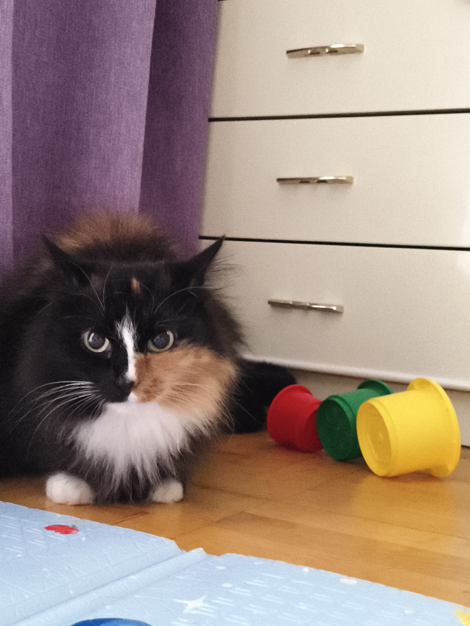A calico cat is lying on a wooden floor in front of a white dresser. The cat has black, white, and orange patches of fur and is looking at the camera with wide, green eyes. There are three colorful toys, red, green, and yellow, lying to the right of the cat. A purple curtain is visible to the left of the cat. The dresser has gold handles on its drawers. The scene is indoors. The location of this image is not provided in the original data.