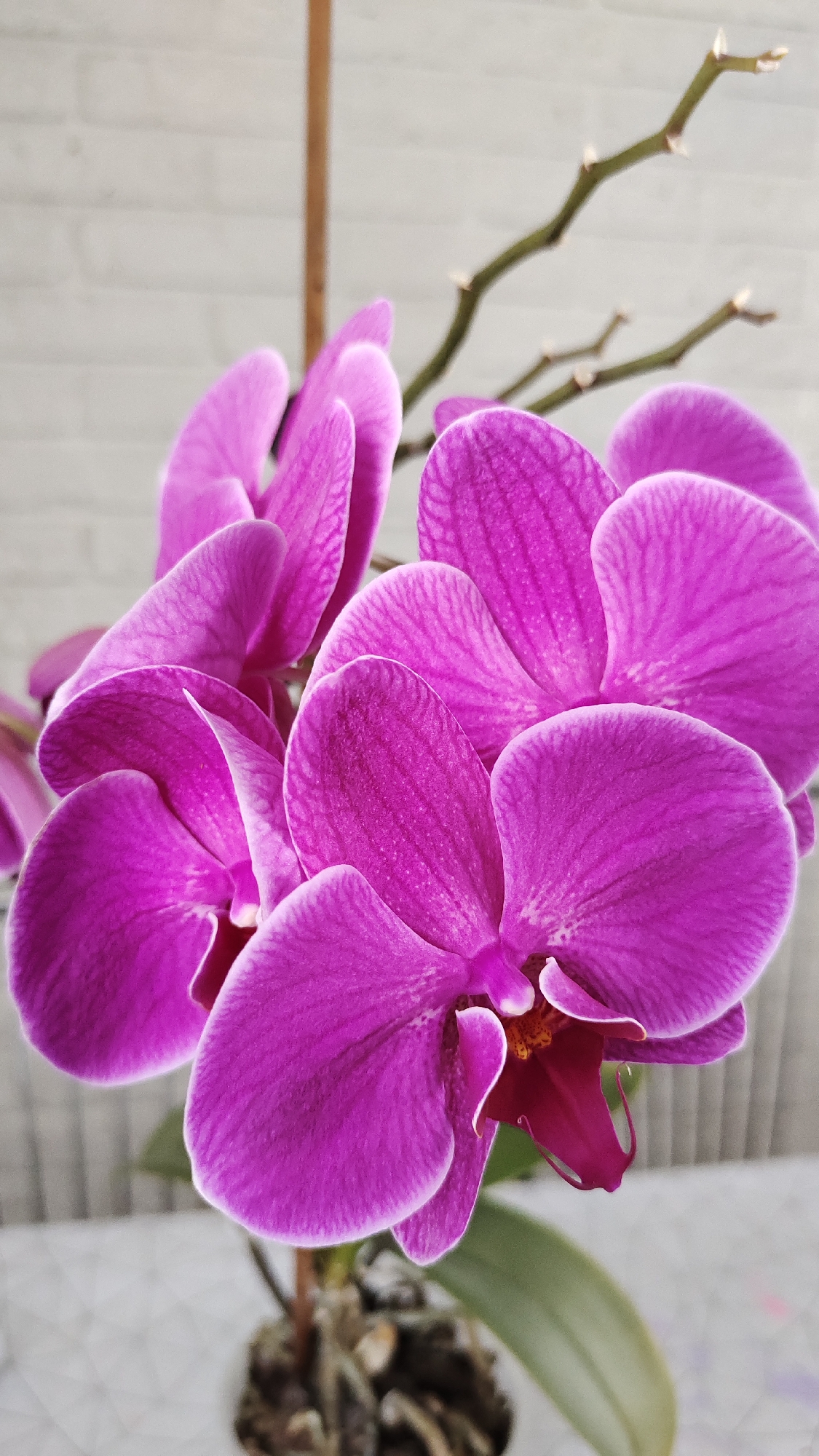 A close-up, eye-level shot shows a cluster of vibrant pink orchid flowers in full bloom. The petals are delicate and have a subtle, darker veining, with lighter edges that appear almost white. One flower, positioned slightly lower and to the right, reveals a deep magenta center and a distinct, horn-like lip. Behind the blooms, a bare, branching stem with small nodes juts upwards, suggesting the plant has finished flowering or is preparing for new growth. A wooden stake is visible vertically behind the flowers, providing support. In the background, a wall with a subtle white brick texture creates a neutral backdrop. The lower part of the image shows a few green orchid leaves and the potting medium with visible roots in a pot. The overall impression is one of natural beauty and the quiet elegance of a blooming orchid.
