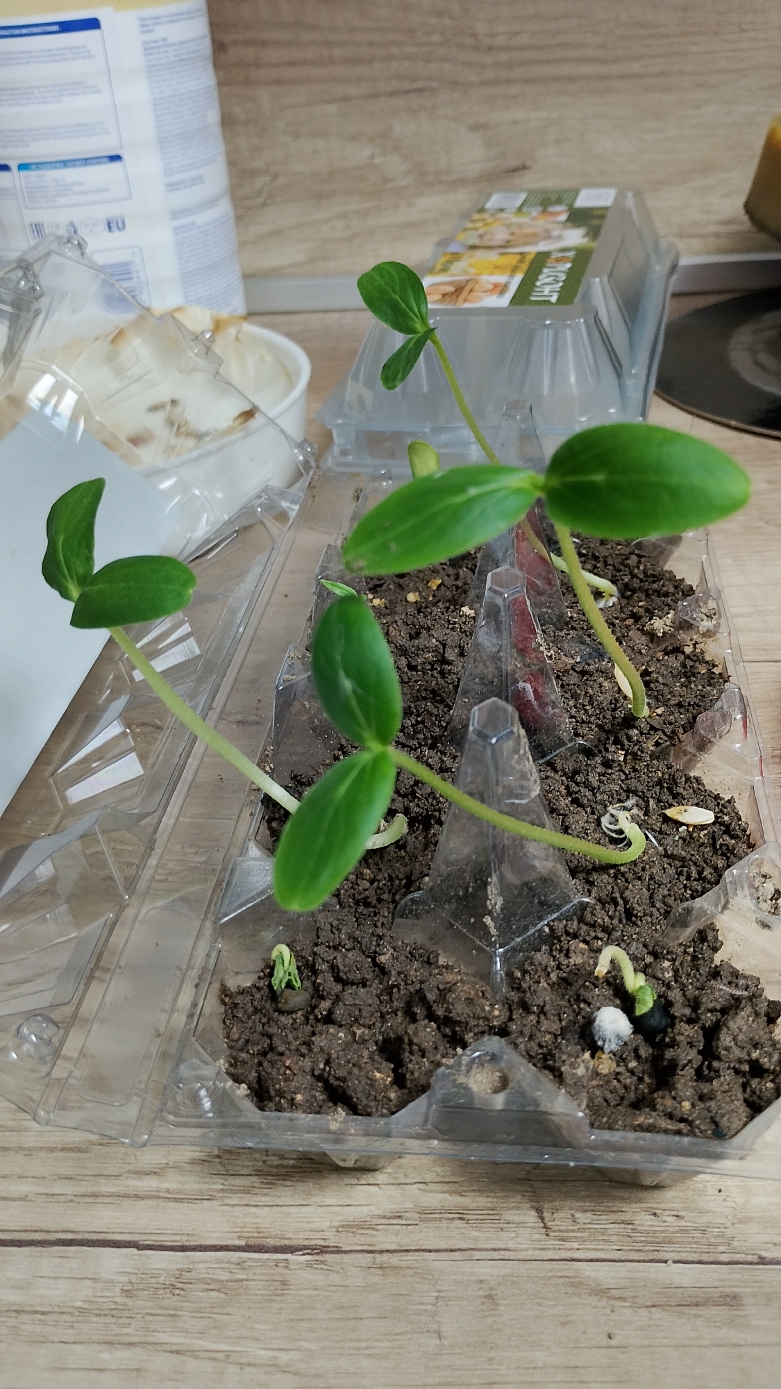 In an indoor setting, possibly a home environment in Smolyan, Bulgaria, a clear plastic seedling tray is placed on a wooden surface. The tray contains several small seedlings, each with two green leaves emerging from the soil. The seedlings are in various stages of growth, with some appearing more developed and taller than others. The soil is dark and moist. In the background, a large white container with blue lettering is visible, and a clear plastic container with a label featuring images of plants is also present. The lighting suggests an overhead light source.