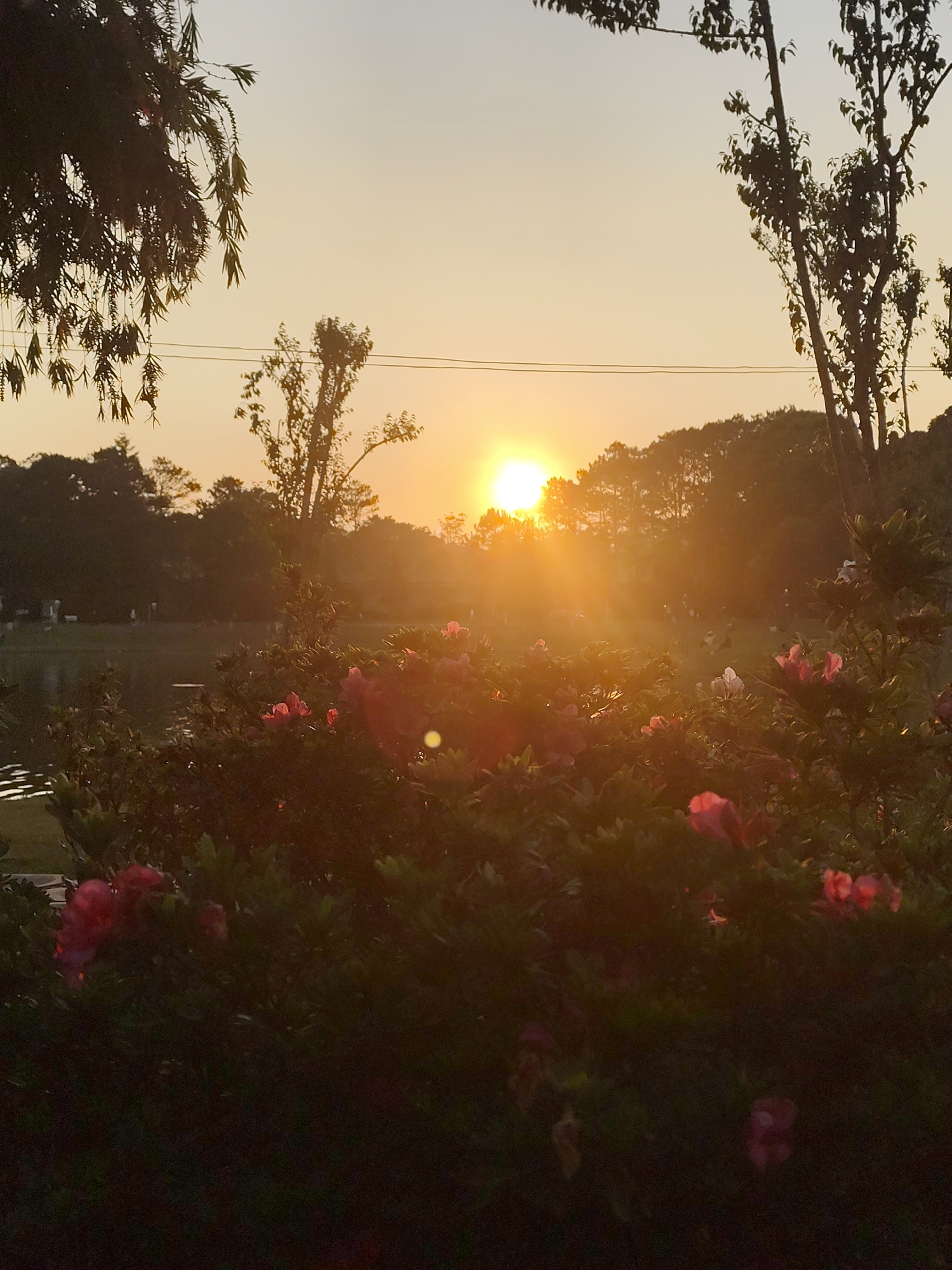 The image captures a serene sunset over a body of water, likely a lake, in Da Lat, Vietnam. A dense bush with pink flowers in the foreground partially obscures the view. The sun is positioned centrally, casting a bright glow that diffuses through the trees lining the opposite shore. Silhouettes of people are visible in the distance, suggesting a park or recreational area. Overhead power lines are visible against the sky. Trees frame the composition on either side. The overall atmosphere is warm and peaceful.