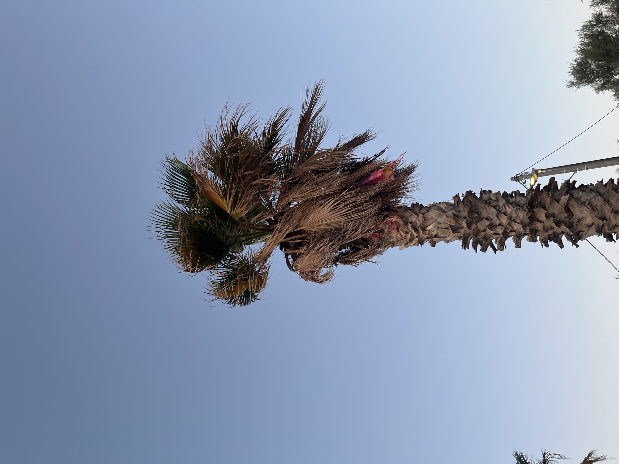A solitary palm tree stands against a clear, pale blue sky, its trunk textured with crisscrossing scars from fallen fronds. The crown of the palm is a mix of green and dried brown fronds, some of which are tattered and wispy, suggesting wind or age. A small piece of pink fabric is caught among the lower fronds. To the right of the palm tree, a utility pole with a single light fixture is visible, with a wire stretching across the frame. In the lower right corner, the tops of evergreen trees are discernible. The overall scene is likely a coastal area, possibly the seaside town of Vouliagmeni, Greece, given the presence of palm trees and the clear sky.