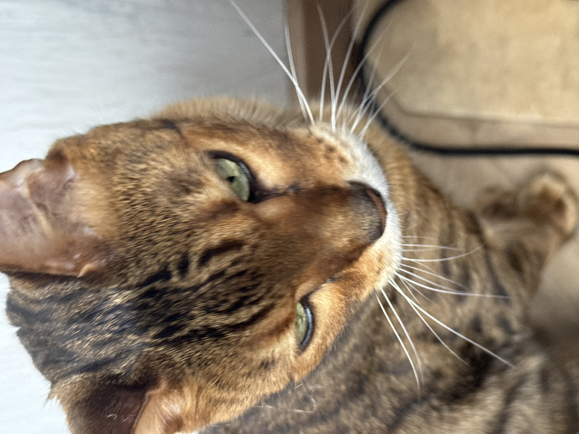 A close-up, high-angle shot shows the head and upper body of a tabby cat with green eyes. The cat's fur is a mix of brown and black stripes. The background is out of focus and appears to be a light-colored wall and a tan surface. The image is sharp and well-lit. The cat is the sole subject in the image.