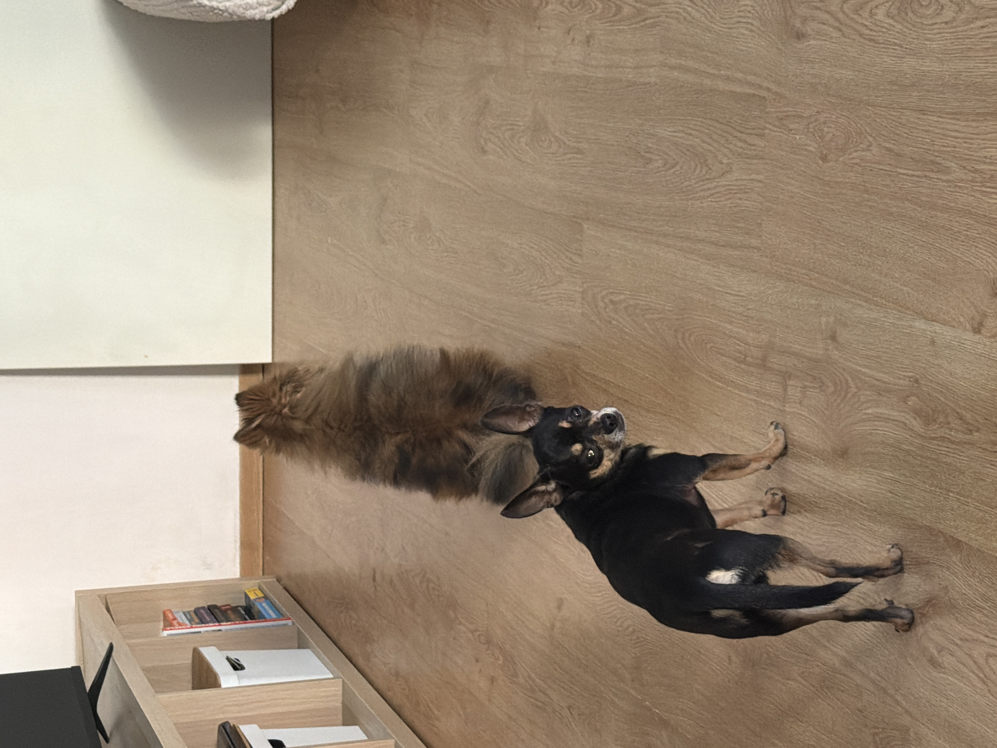 The image captures an indoor scene with two dogs on a wooden floor. In the foreground, a small black and tan dog is looking back towards the camera. Its ears are perked up, and its eyes are focused. Behind this dog, a larger, fluffy brown dog is facing away from the camera, its rear end and tail visible. To the left of the dogs, a light-colored wooden shelf unit is partially visible. On the shelves, there are white storage boxes and a stack of books or DVDs. The background consists of a white wall and a floor transition to a slightly darker wood-like material. There is no indication of the city of Plovdiv, Bulgaria within the image.