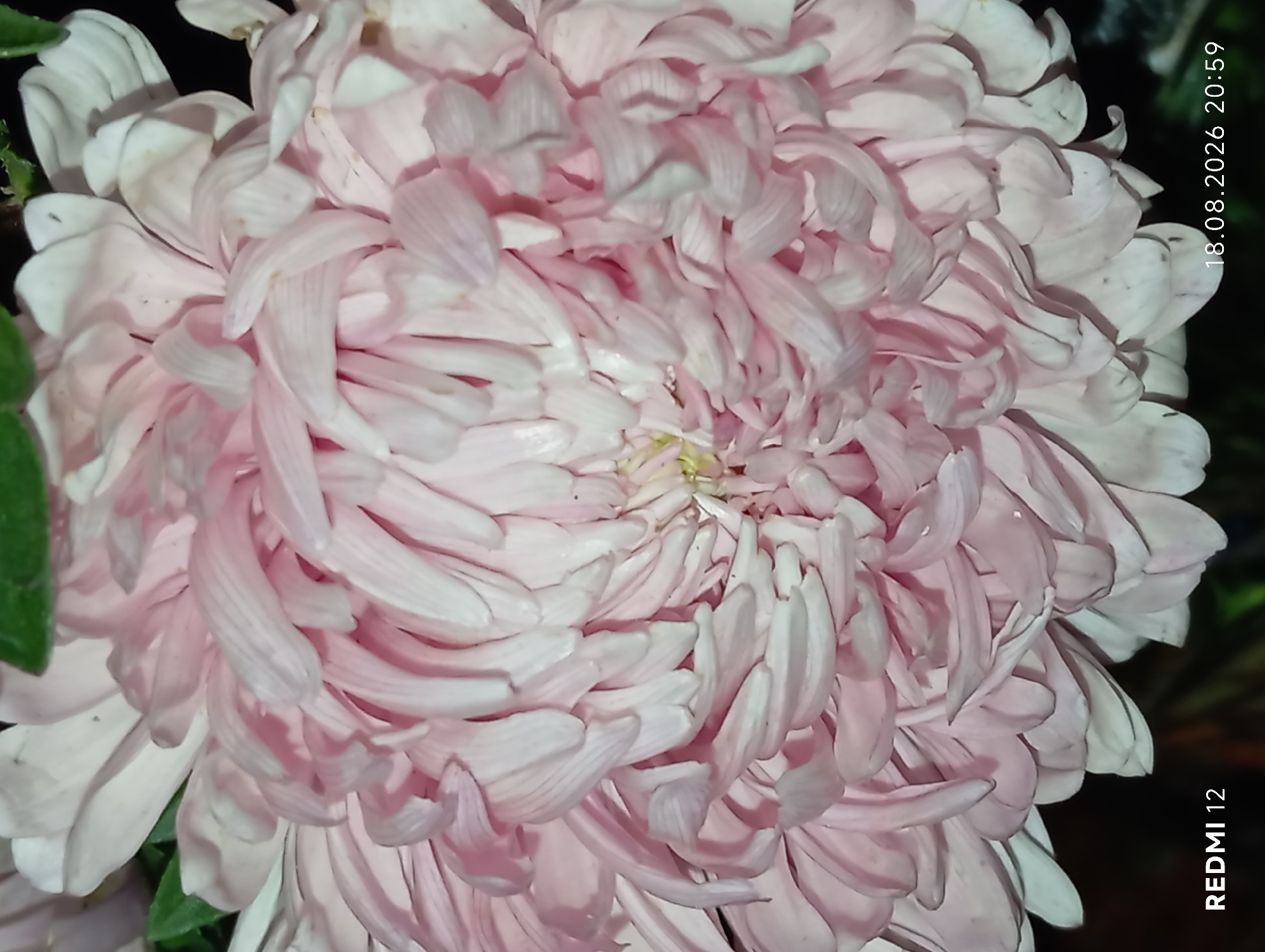 A close-up, overhead shot captures the intricate, layered petals of a pale pink chrysanthemum. The petals are tightly packed, forming a dense, circular bloom. Some petals are slightly curled and appear delicate, with subtle variations in shade from pale pink to almost white at the tips. A few small water droplets are visible on some petals, suggesting recent watering or dew. In the bottom left corner, the text "REDMI 12" is visible, indicating the phone used to take the photo. In the bottom right corner, the date and time "18.08.2026 20:59" are imprinted on the image. The background is dark and out of focus, with hints of green foliage visible at the top and right edges, suggesting the flower is part of a garden or bouquet. The image was taken in Smila, Ukraine, as indicated by the metadata. There are no people or specific urban environmental elements depicted in the image beyond the implied location.