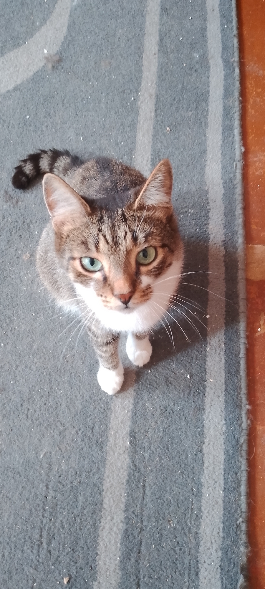 A domestic cat, with tabby markings and green eyes, sits on a striped rug. The rug is predominantly gray with lighter gray and white stripes. To the right of the rug, an orange-brown surface is visible, possibly a wall or floor. The cat is facing upwards, looking directly at the camera. Its paws are white, and it has prominent white whiskers. The background is a floor with a striped rug and a textured orange surface. No specific location in Belgorod, Russia, can be determined from the image.