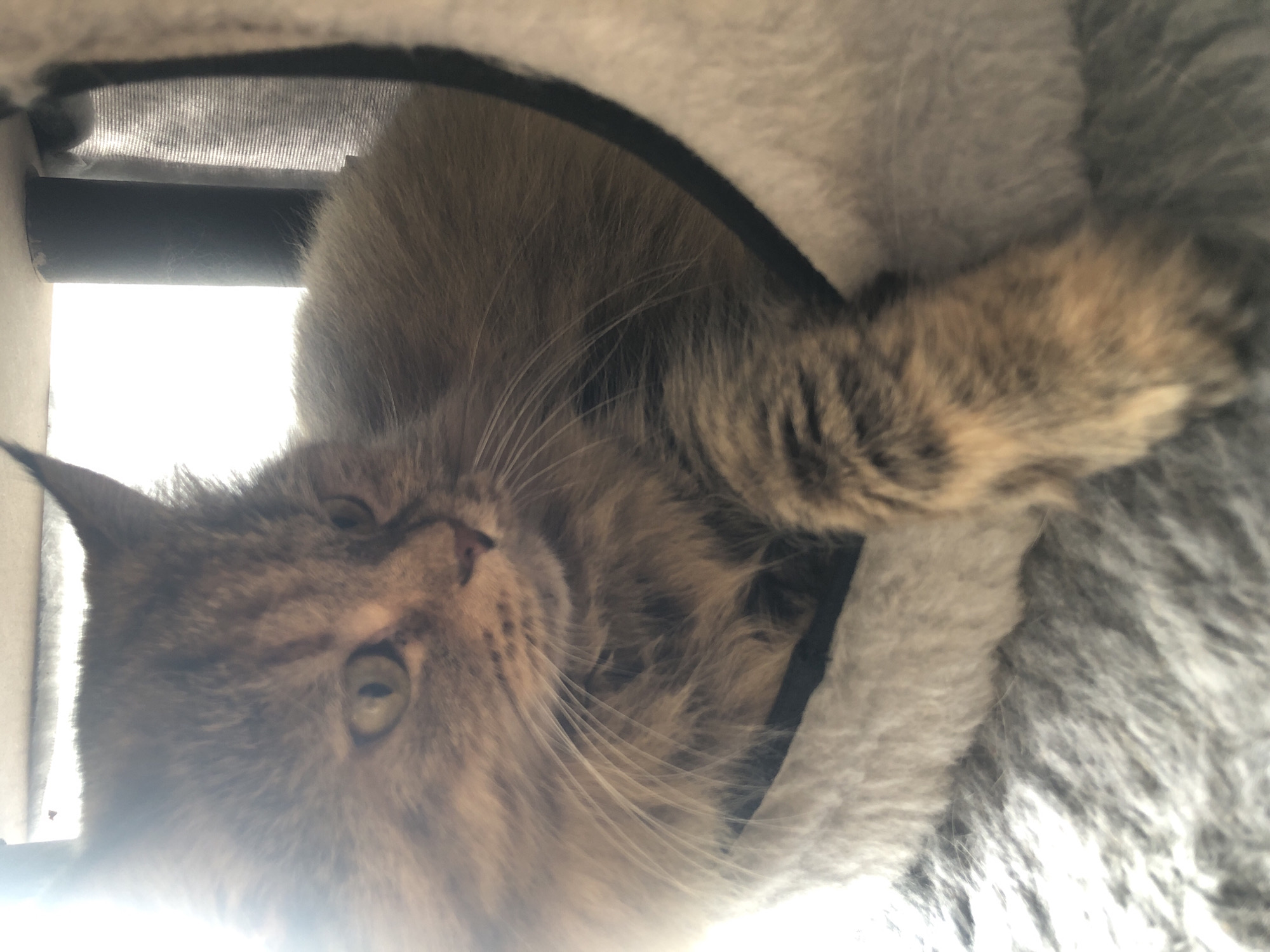 A tabby cat is resting in a fuzzy cat bed. The cat is looking to its left, with its head turned and its body angled to the right. The cat bed is light-colored and fuzzy, and it is placed on a dark gray, fuzzy surface. The background is blurred and out of focus, with some light shining in from the left. The image is well-lit, and the colors are muted.