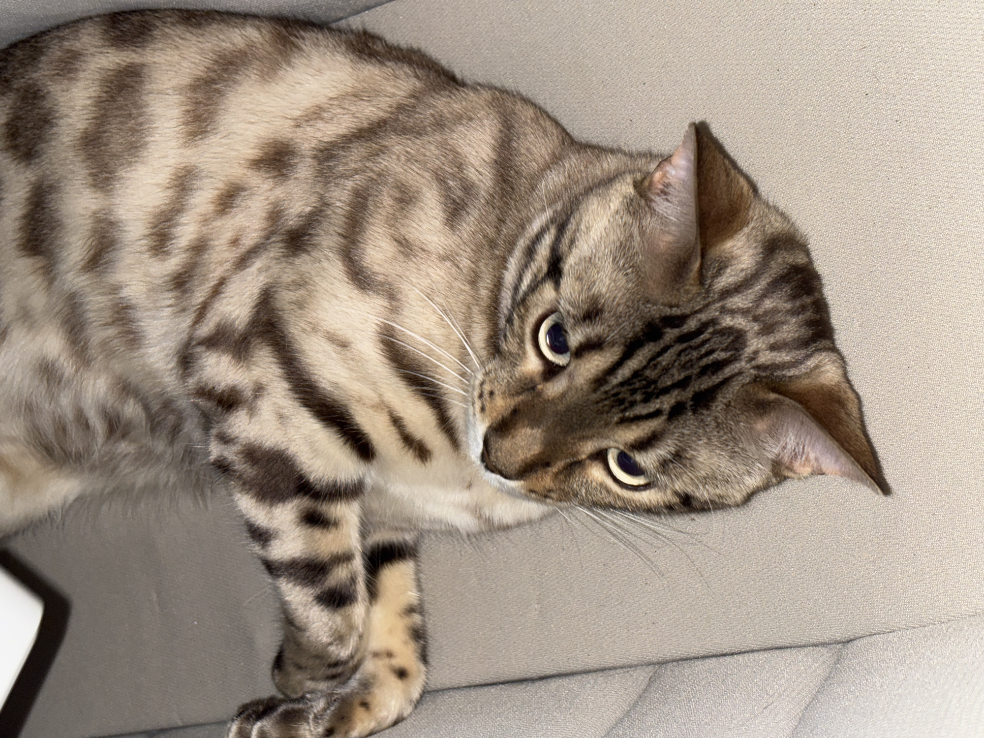 A domestic cat with brown and black striped fur is lying on its back on a textured, light brown fabric surface, likely a sofa or chair. The cat is oriented upside down relative to the viewer, with its head near the bottom of the frame. Its eyes are open and looking upwards, and its white whiskers are prominent. One of its front paws is visible near the top left of the image, bent at the elbow and resting on the fabric. The other front paw is not clearly visible. The background is a continuation of the same light brown fabric. There is a white object partially visible at the top left of the frame, appearing to be a corner or edge of something. The scene appears to be indoors. There is no information about the city of Noviy, Russia.