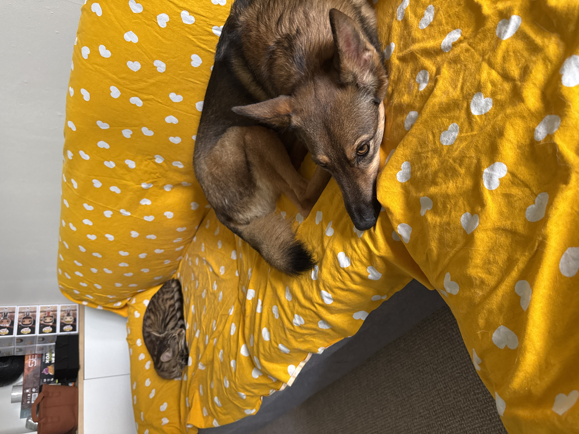 A German Shepherd dog and a tabby cat are sleeping on a yellow couch with a white heart pattern. The dog is lying on its side with its head resting on its paws, and the cat is curled up in a ball. The couch is in a living room with a white wall and a shelf with boxes in the background. The image is lit by natural light, casting shadows across the couch. The scene is peaceful and serene, capturing a moment of rest and companionship between the two animals. The location is not specified in the image, but if it were in Bila Tserkva, Ukraine, the typical urban environment would suggest an apartment or house.