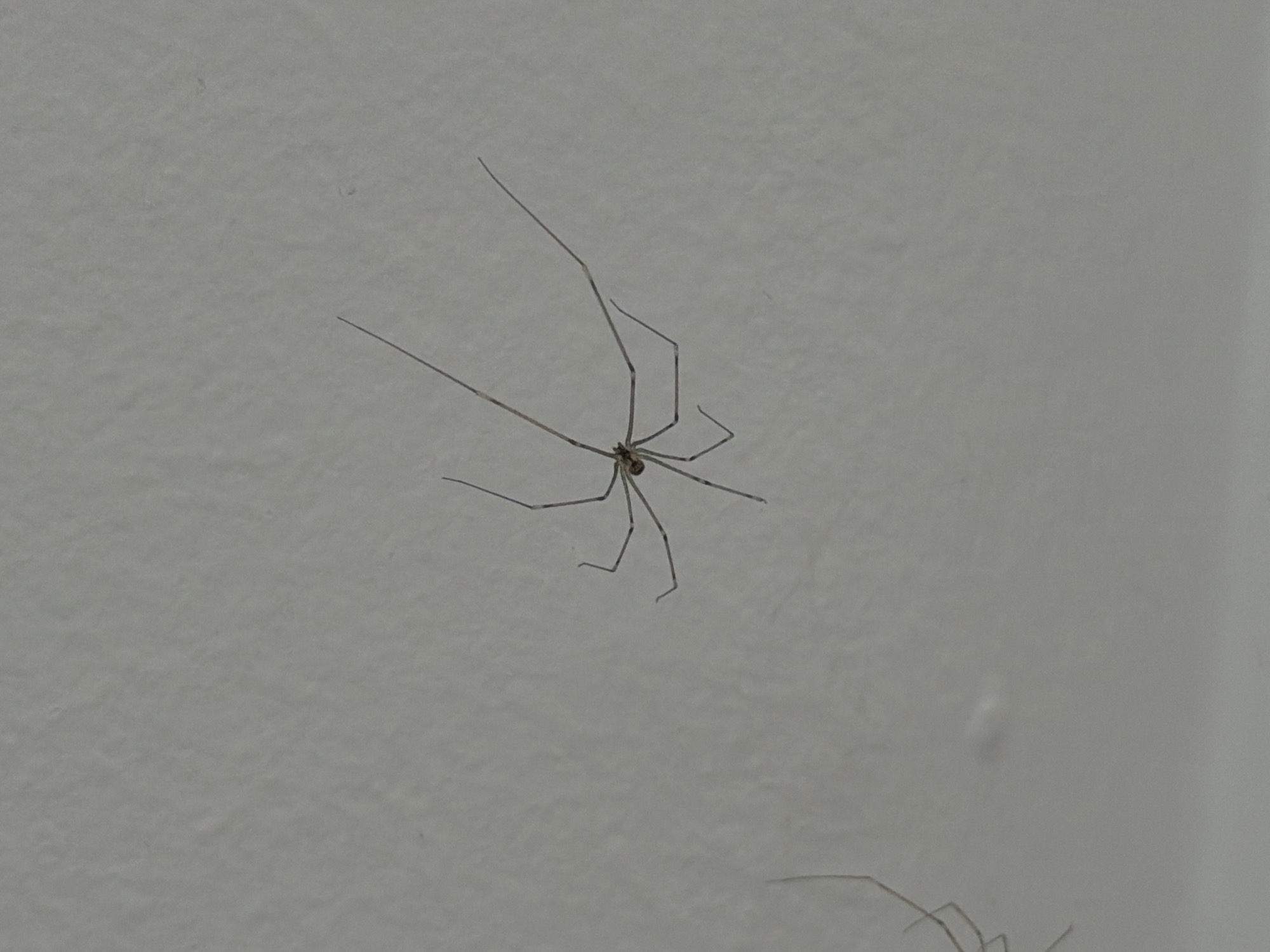 Two cellars spiders are visible on a white textured surface, likely a ceiling or wall. The spider in the foreground is larger and more detailed, with its long, thin legs spread out. Its body is small and oval-shaped, and it appears to be hanging upside down. A second, smaller spider is partially visible in the lower left corner of the image, also with its legs extended. The surface is uniformly light-colored and shows some minor imperfections and shadows. The scene is devoid of any human presence or any other identifiable objects. The location is not specified within Podgorica, Montenegro, but could be an indoor residential or commercial space.