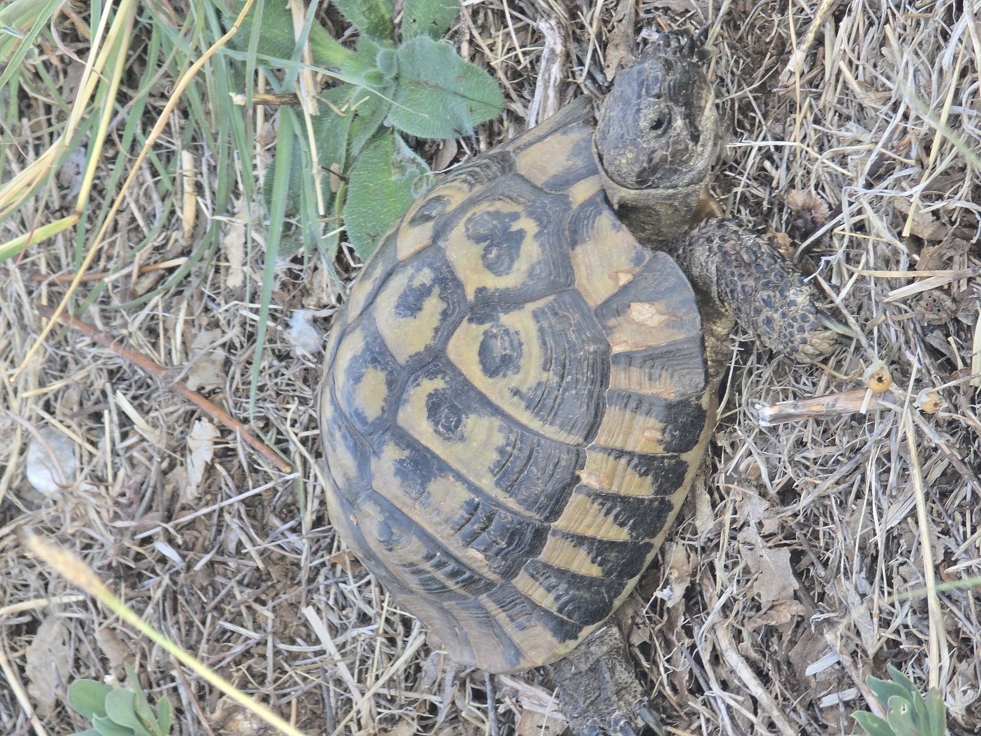 An overhead, eye-level, full shot captures a tortoise resting on dry grasses and leaves. The tortoise is positioned diagonally in the frame, facing right with its head slightly lowered. Its shell is dark brown with irregular yellow markings. The surrounding ground is covered in a dense layer of dry vegetation, including straw-like grasses, twigs, and fallen leaves. Some green plants are visible to the left and right of the tortoise, and in the background. The lighting is natural, indicating an outdoor setting. The scene is static, with no discernible action occurring.