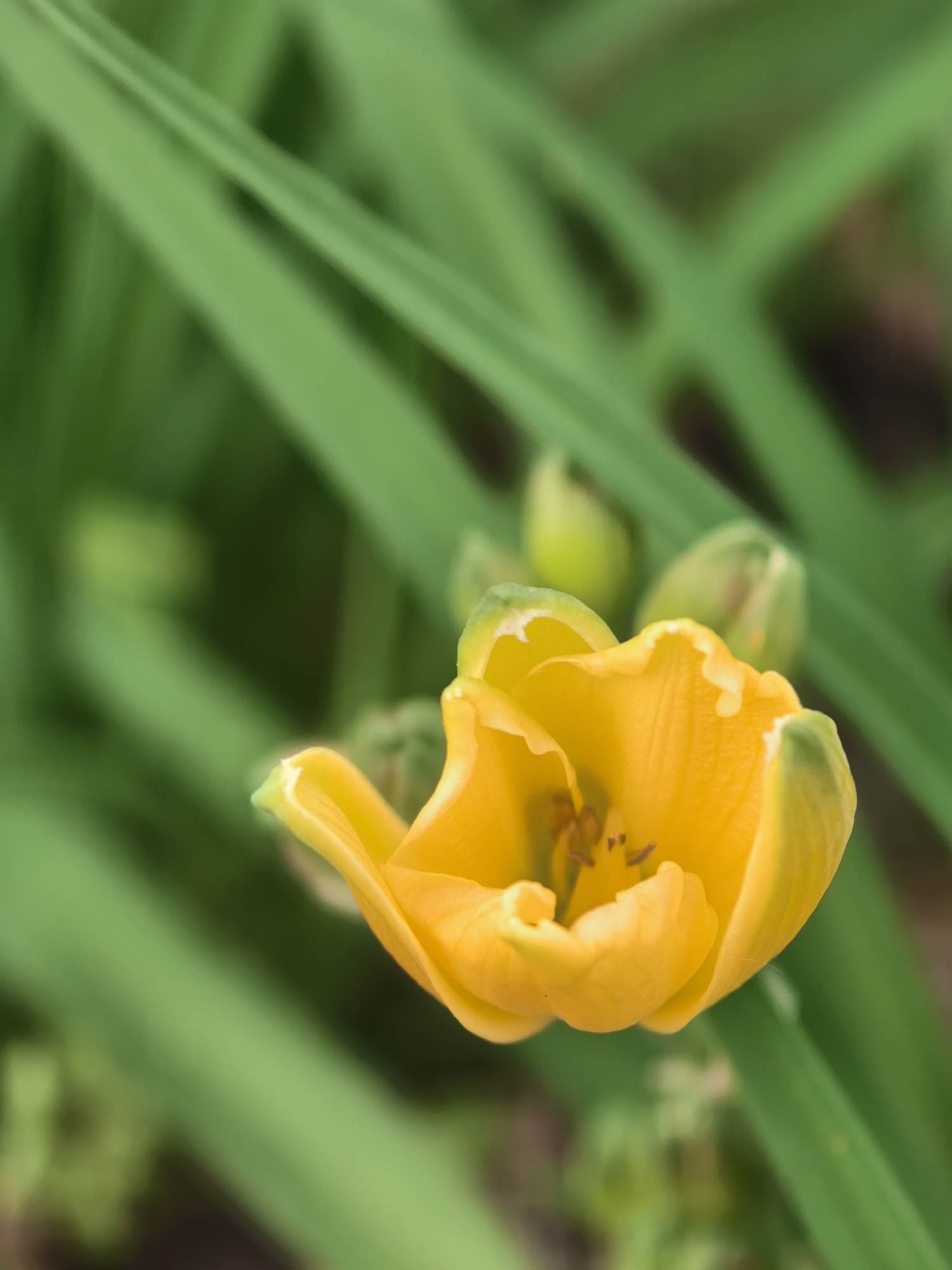 A close-up photograph shows a bright yellow flower, possibly a tulip or daylily, in partial bloom. The flower has a green tinge around the edges of its petals. Behind the primary flower are several unopened flower buds, also green. The background is a blur of green leaves, suggesting the flower is in a garden or grassy area. No location information is discernable from the visual data of the image.