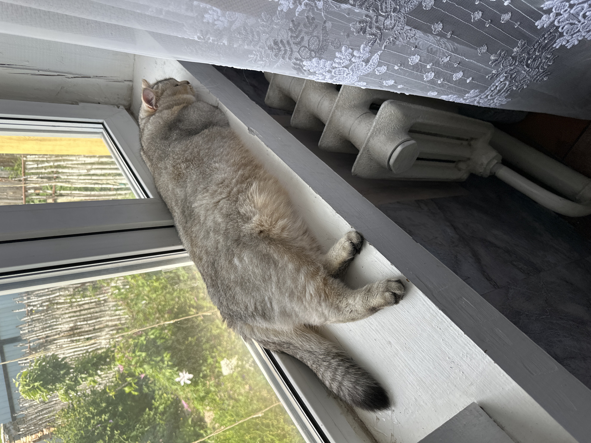 An adult, silver-grey domestic cat is lying on a white windowsill, facing right and resting its head on the sill. The cat is long and slender, with dark tabby markings on its tail and paws. Through the window, a green, overgrown garden is visible with a rustic wooden fence in the background. To the right of the cat, a white lacy curtain hangs, and below the windowsill, a section of a white radiator is visible. The environment appears to be an indoor setting with a view to an outdoor garden.