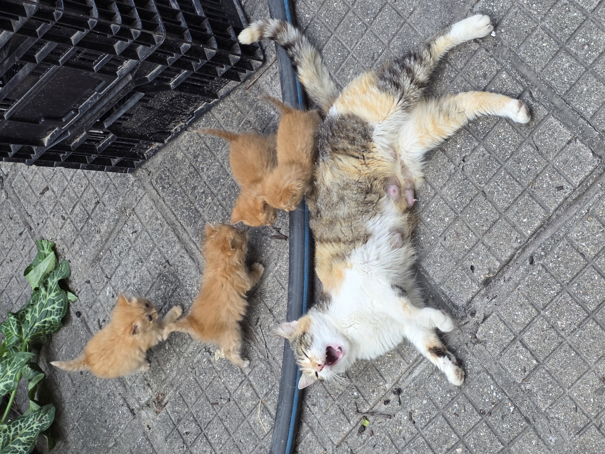 The image depicts a domestic cat lying on its back on a concrete surface, surrounded by four kittens. The cat is calico with white, tan, and gray fur, and its eyes are closed as if asleep or yawning. The kittens are small and orange, clustered near the cat. A black plastic crate sits at the top left of the frame, and a blue garden hose runs along the top of the concrete surface and next to the cat. Some green vegetation is visible at the bottom left corner. The background consists of gray concrete surface with a diamond pattern. The image was taken in Yagodovo, Bulgaria.