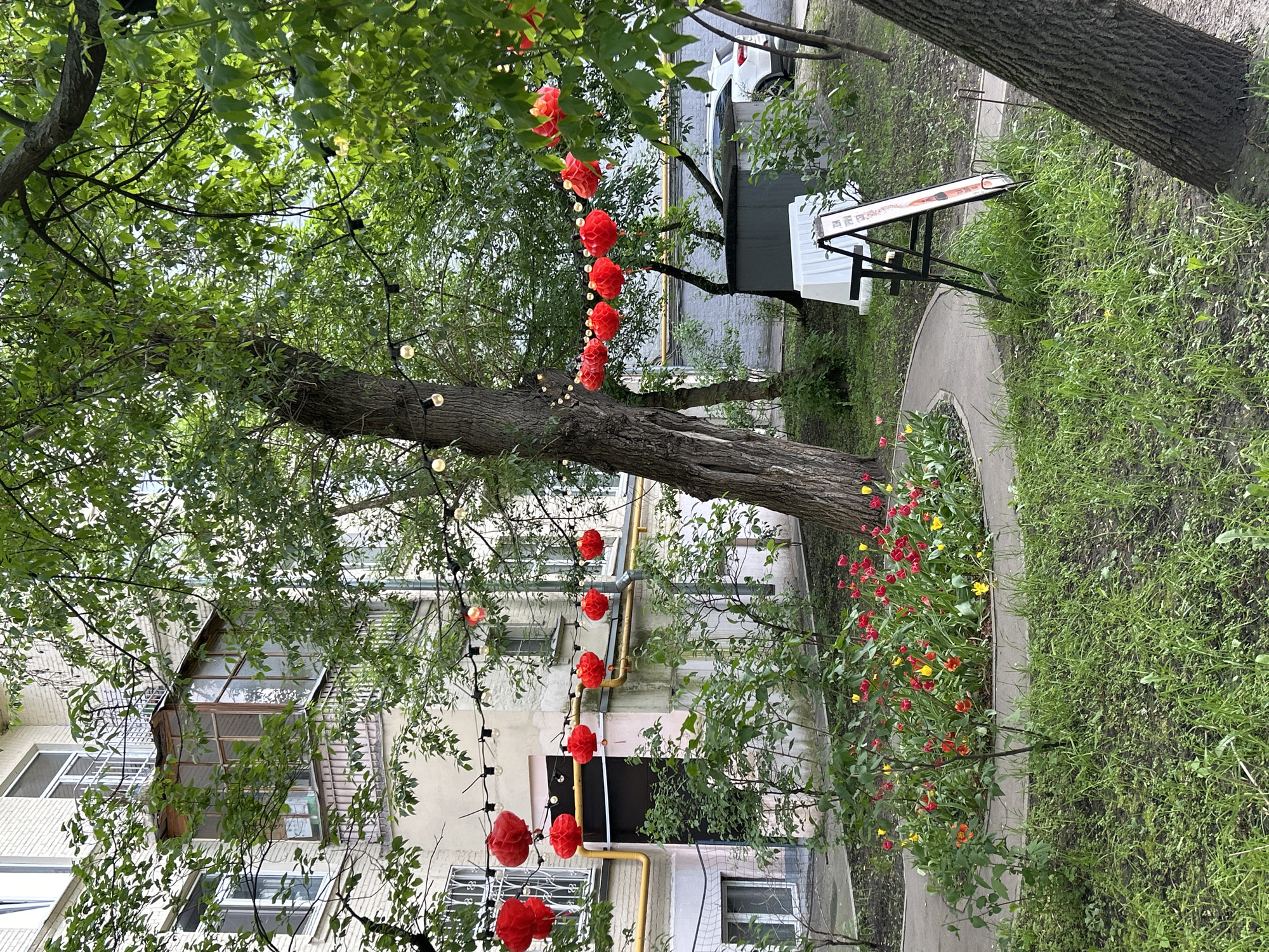 The image shows a tree decorated with red lanterns and string lights in a courtyard in the city of Unknown, Unknown. The courtyard features green grass, a curved stone pathway, and a flower bed with red and yellow tulips. A multi-story building with balconies and windows stands in the background. A black and white sign sits on a stand near the tree. A tree trunk is visible in the upper right corner of the image.