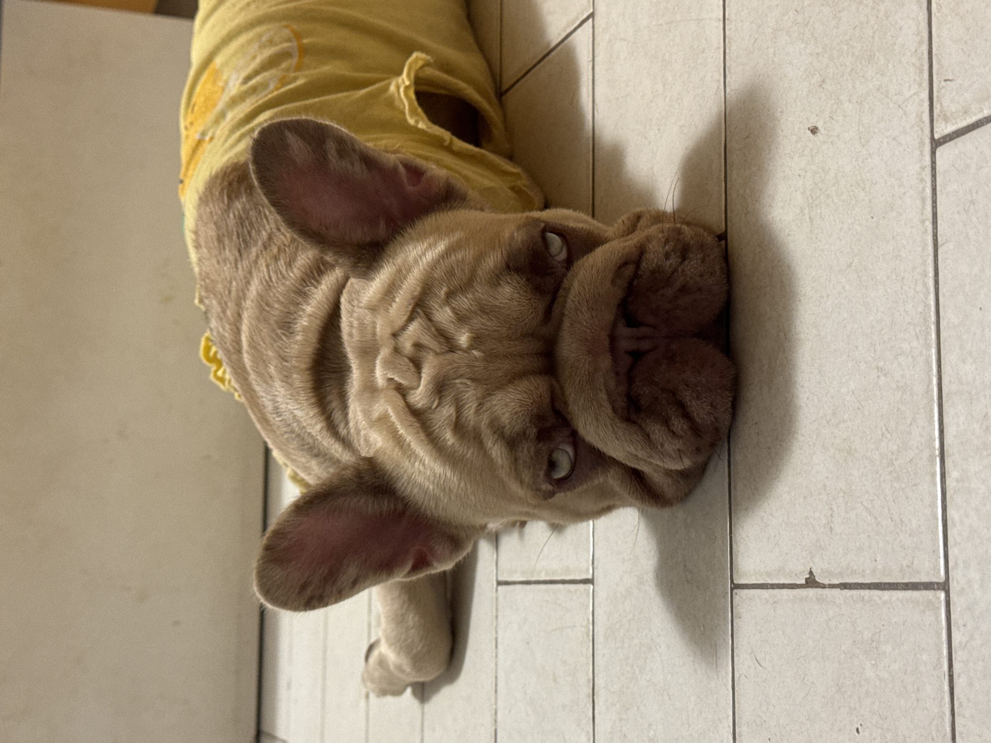 A fawn-colored French Bulldog wearing a yellow shirt with a cartoon design lies on a light-colored tiled floor. The dog's head is resting on the floor, with its front paws extended forward. The dog's eyes are partially closed, and its expression appears weary. The background is a plain, off-white wall. The scene is indoors, likely in a residential setting. The lighting is soft, creating a shadow of the dog on the floor. There is no indication of the location in San Benedetto del Tronto, Italy.