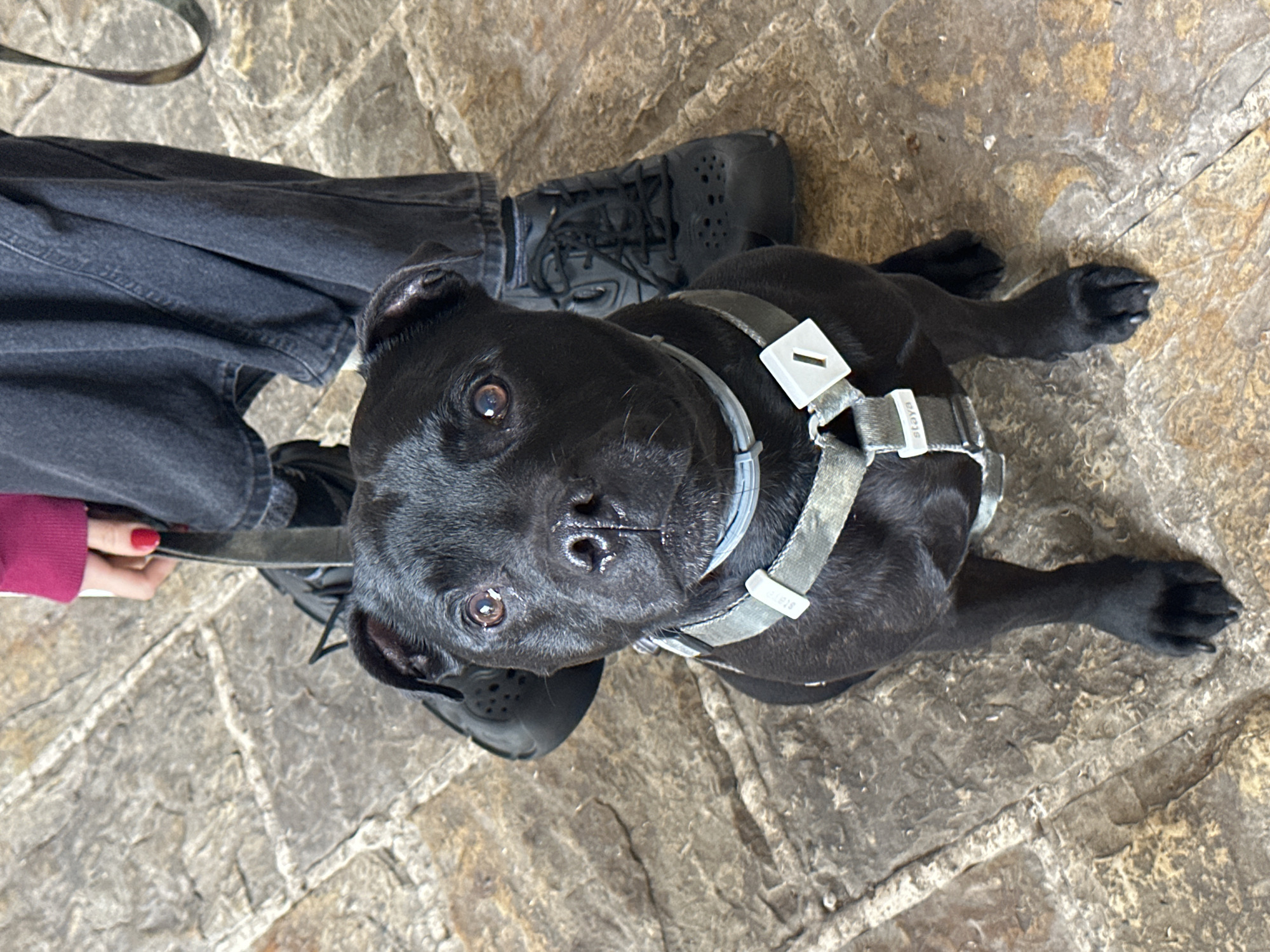 A black Staffordshire Bull Terrier dog wearing a grey harness lies on a stone-paved surface next to a person wearing black jeans and black shoes. The person is holding a black leash. The dog looks up at the camera. The paving stones suggest an outdoor location, potentially in a public area. The dog's harness has a white plastic component. The location is Budva, Montenegro.