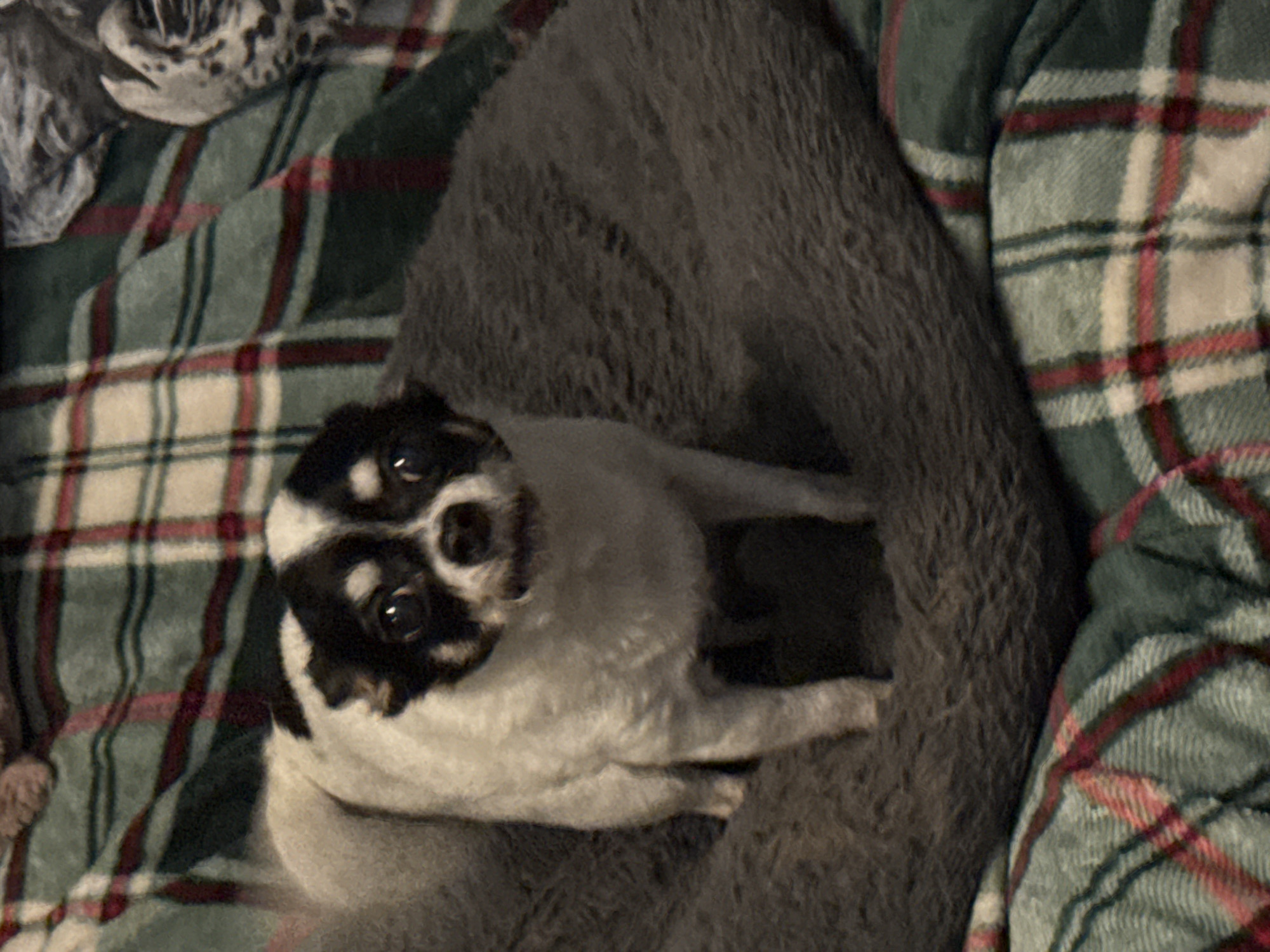 A small, short-haired dog with white and black markings stands on a dark gray, plush dog bed. The dog's head is predominantly white with prominent black patches over both eyes, extending onto the forehead and down the nose bridge. Its dark, round eyes are directed forward, and its mouth is slightly parted. The dog is standing, with its front paws clearly visible on the bed, angled slightly to the right of the frame.
The dog bed has a shaggy texture and is positioned on top of a soft plaid blanket. The blanket features a pattern of dark green, lighter green, red, and cream-colored stripes forming a grid.
In the upper left background, a small, light brown, fuzzy object is partially visible. In the upper right background, a white and dark-spotted fabric object is present. The environment is an indoor setting in the city of Unknown, Unknown, under moderate illumination.