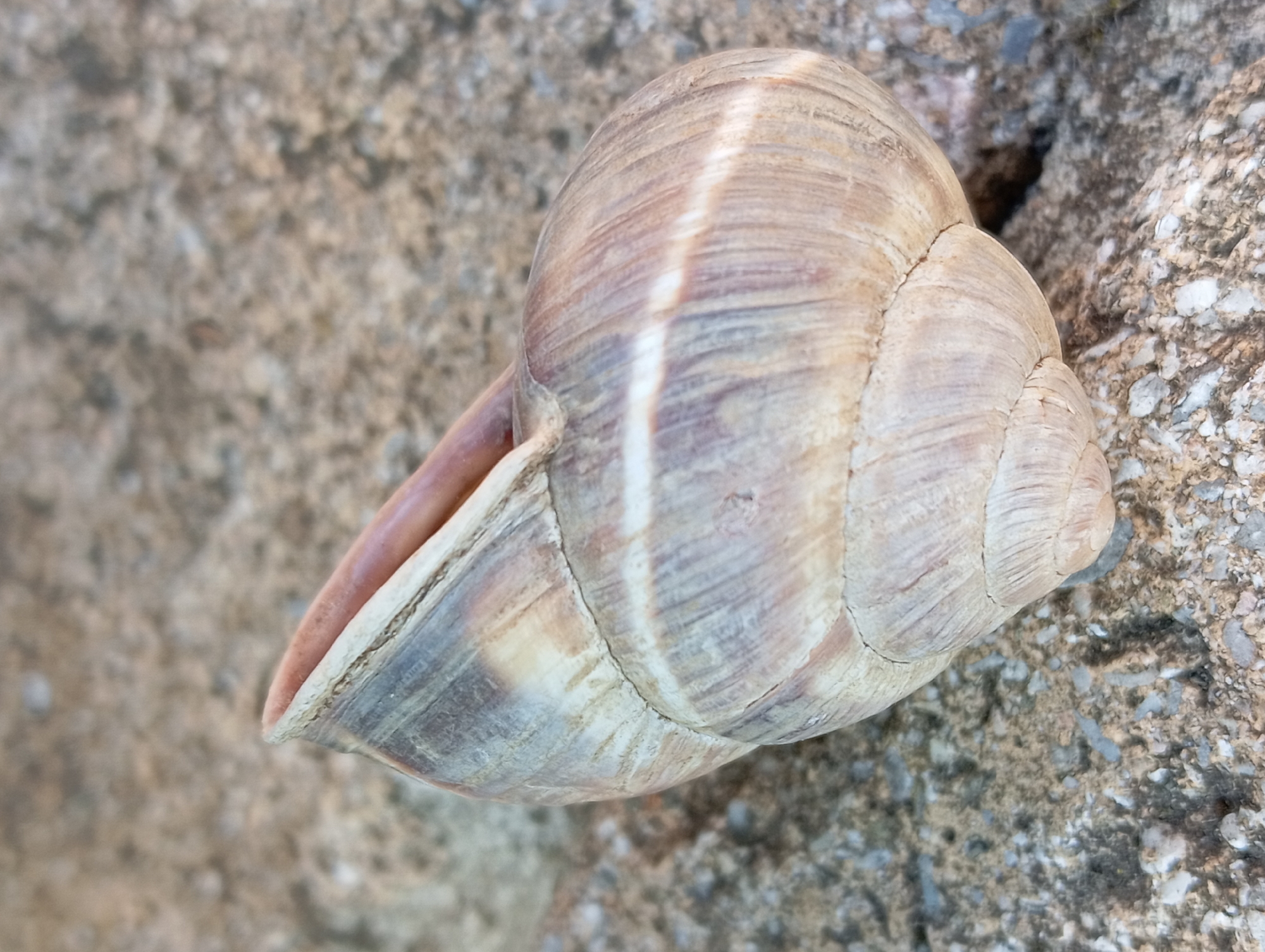 A close-up, low-angle shot shows a weathered, light brown snail shell resting on a rough, greyish-brown textured surface, likely a concrete path or stone. The shell is coiled and shows distinct growth lines, with some darker brown and greyish-blue streaks running vertically along its spiral. The opening of the shell reveals a smooth, pinkish-tan interior. The background is out of focus, showing the same textured surface. The image does not depict any specific identifiable landmarks or scenes within the city of Nitra, Slovakia.