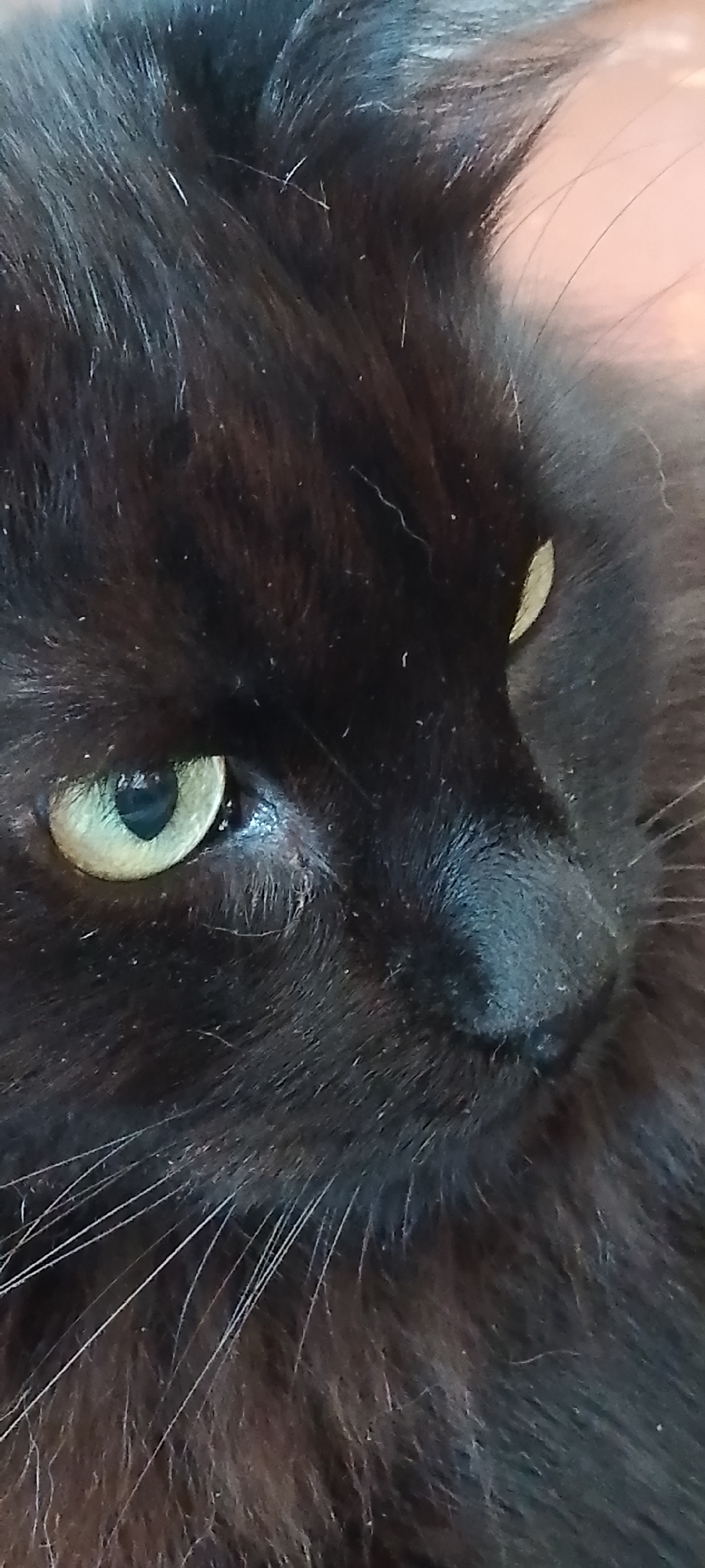 A close-up, portrait-style, vertical shot captures the face of a black cat. The cat's left eye is prominently featured, with its iris a pale green color and the pupil a dark slit. The fur is black and appears somewhat fluffy, with some individual strands and lighter specks visible. To the right of the eye, a portion of the cat's nose is visible, appearing dark and textured. A few long, white whiskers extend from the muzzle area. The background is out of focus, suggesting a shallow depth of field, and appears to be a light, possibly peachy or pinkish color. There are no visible elements that would indicate a specific location in Belgorod, Russia; the image is a close-up of the animal itself.